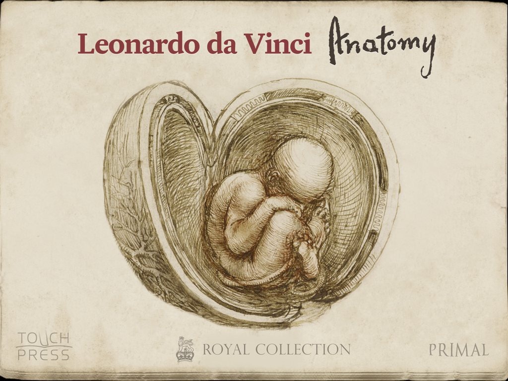 Leonardo Da Vinci Brain Drawings - 1024x768 Wallpaper 