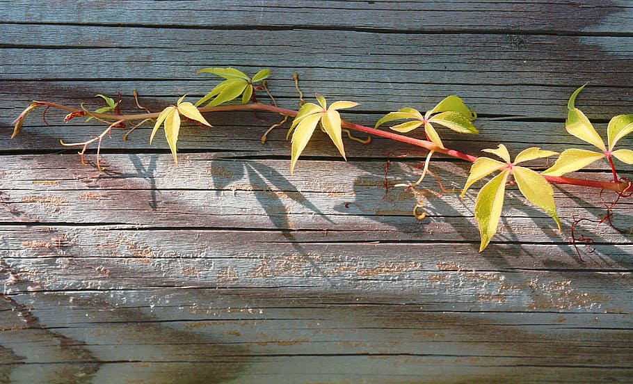 Vine, Birthday, Rear, Base, Wood, Autumn, Rear Base, - Geburtstagswünsche Kurz Für Chef - HD Wallpaper 