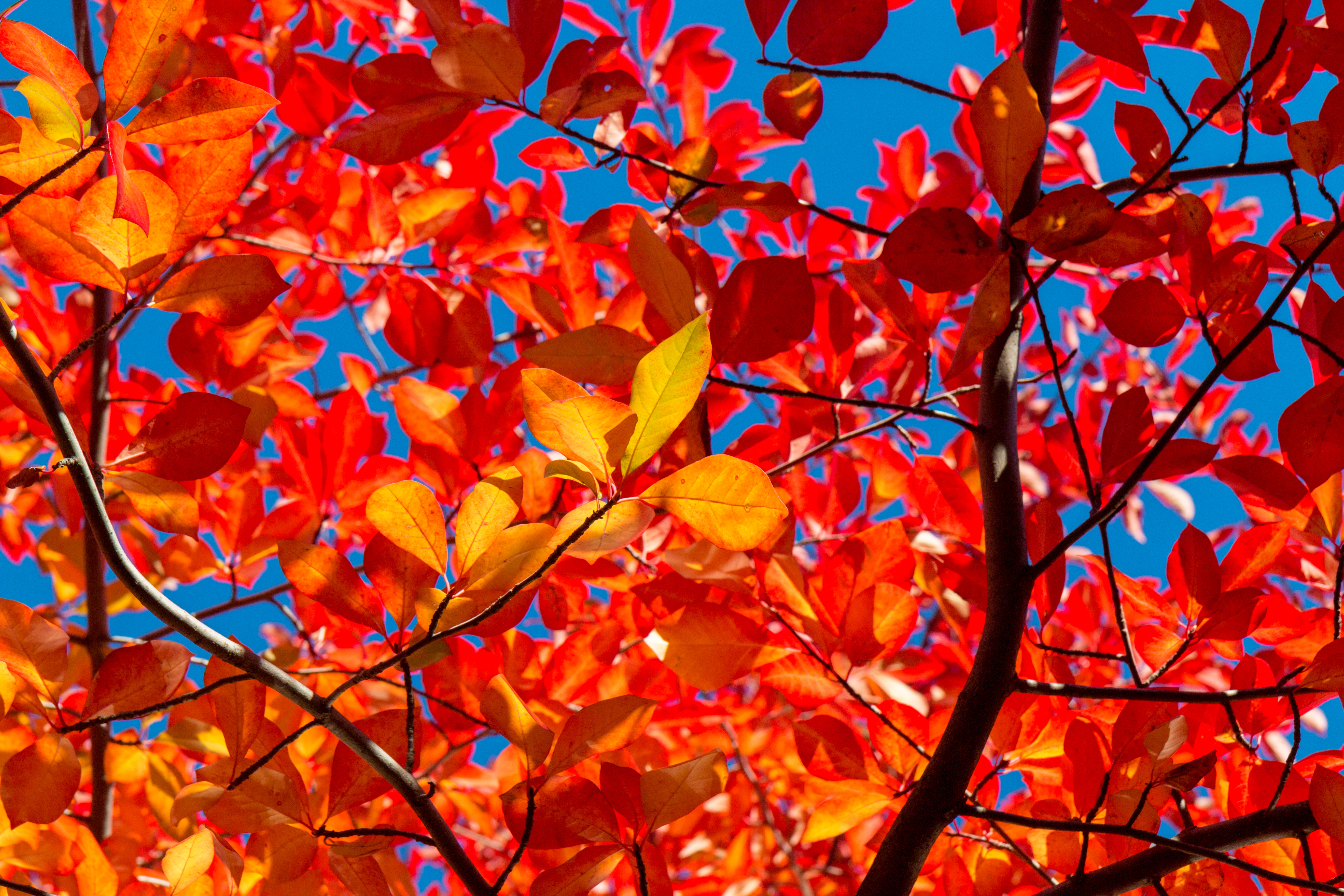 Wallpaper Leaves, Branches, Autumn, Sunny - Leaf Autumn And Sunny - HD Wallpaper 