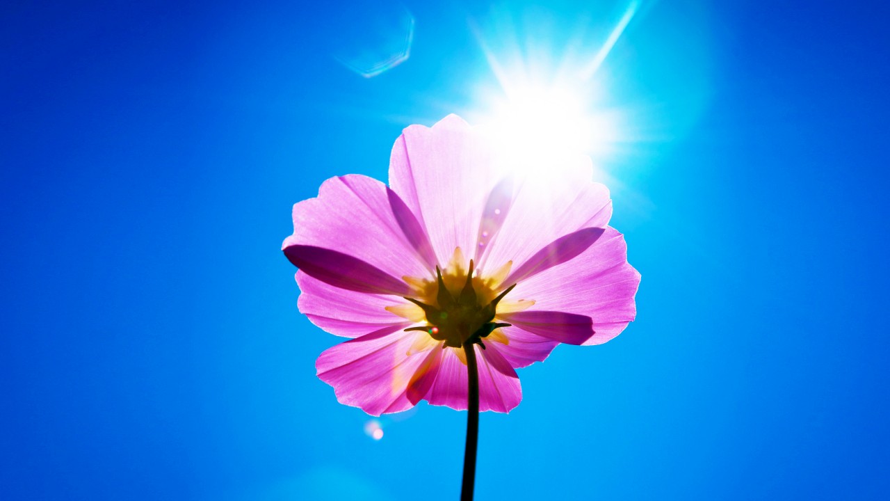 Flower On A Sunny Day - HD Wallpaper 