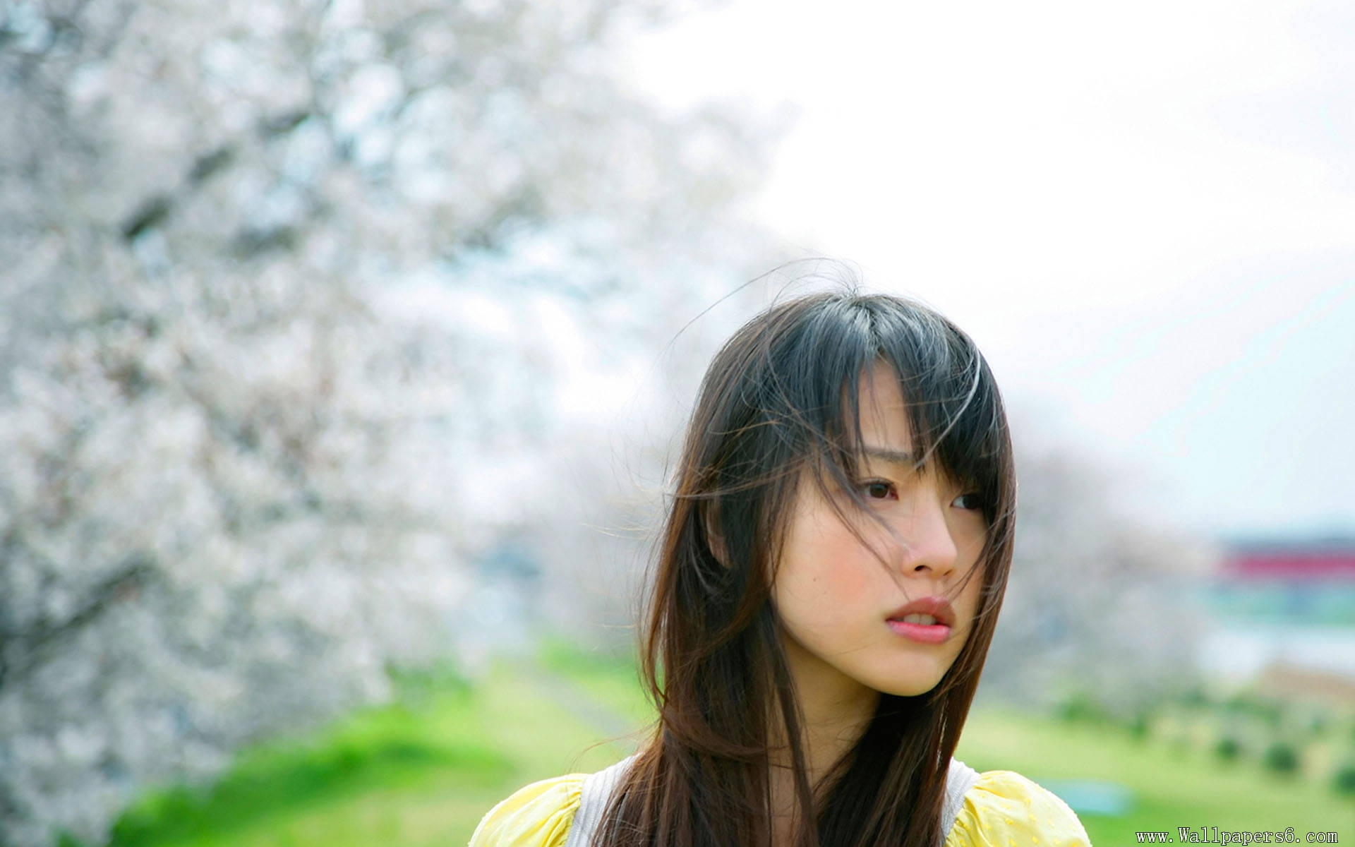 Japanese Actresses Wallpaper - Japanese Actress - HD Wallpaper 