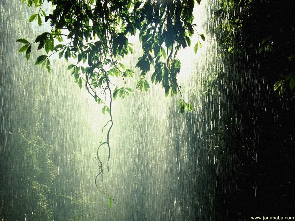 Rainforest - Rain Forest - HD Wallpaper 