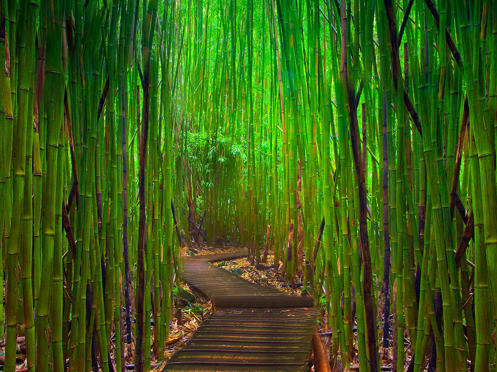 Maui Bamboo Forest - HD Wallpaper 