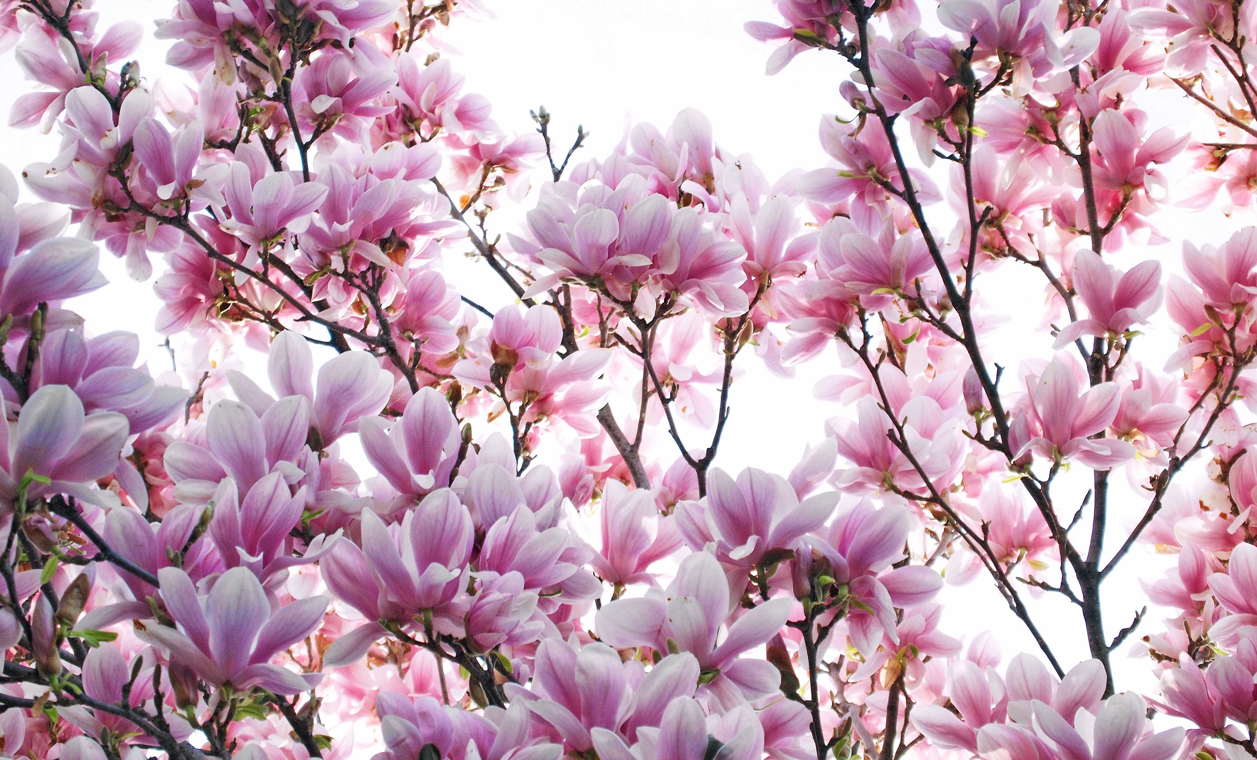 Ultra Hd Magnolia Wallpapers - HD Wallpaper 