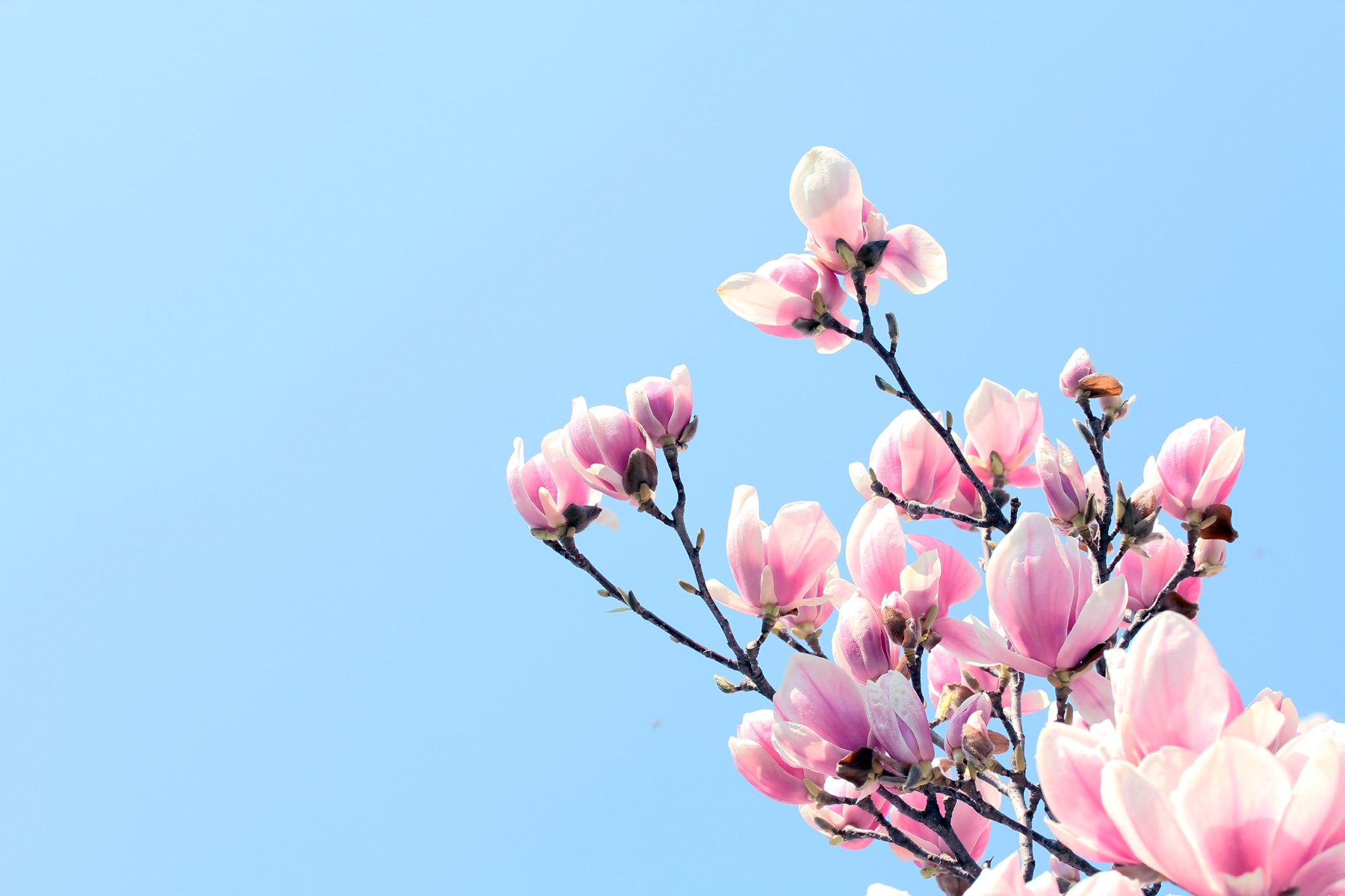 Magnolia Wallpapers 4k - HD Wallpaper 