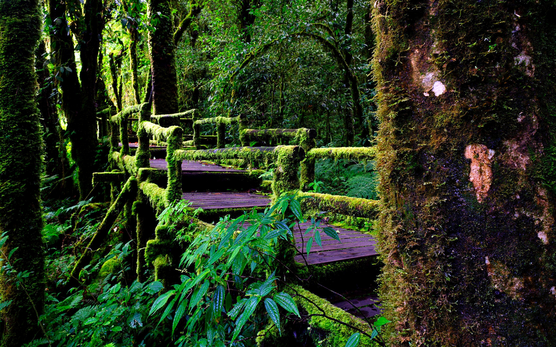 Free Rainforest Wallpaper - HD Wallpaper 