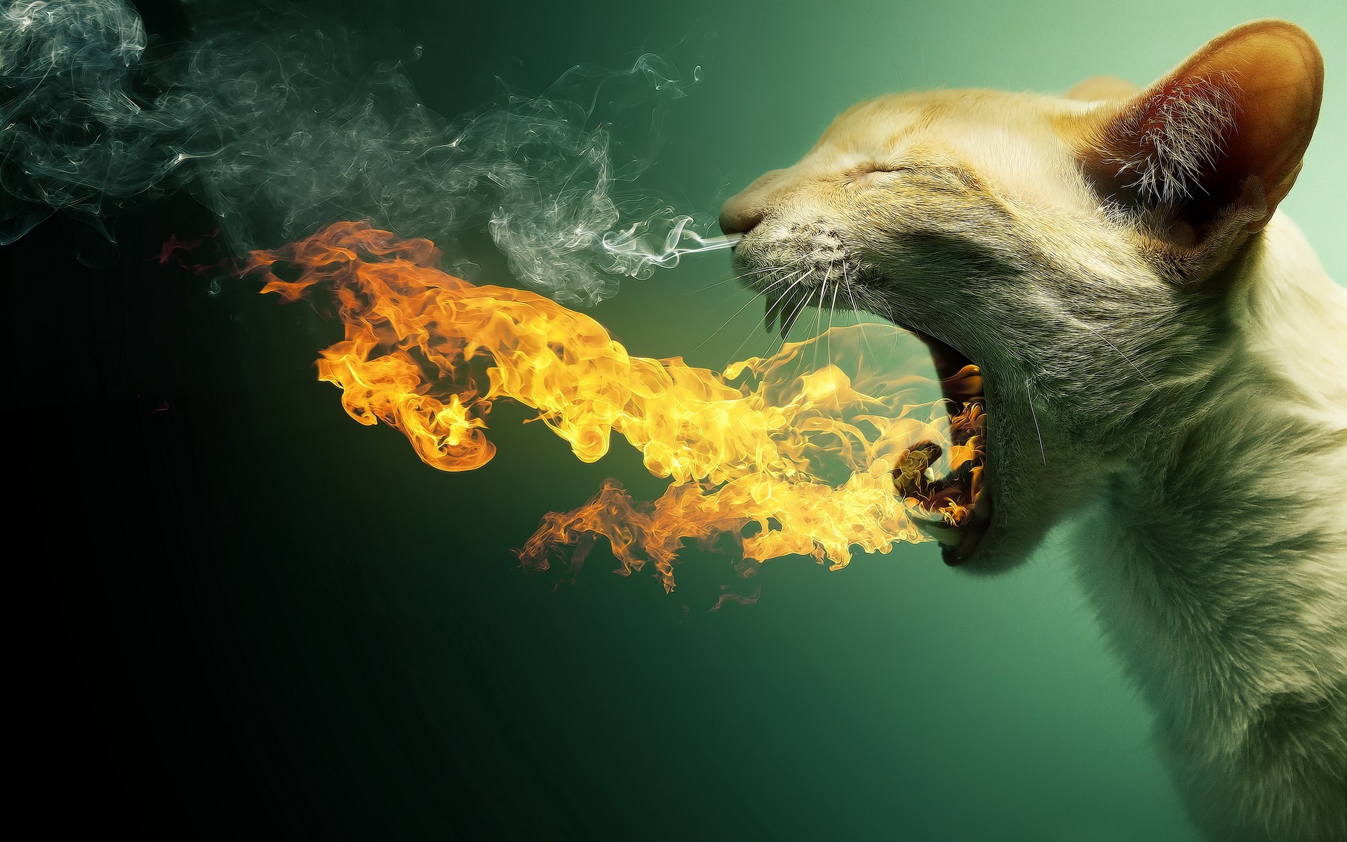 4k Cat Fire - HD Wallpaper 