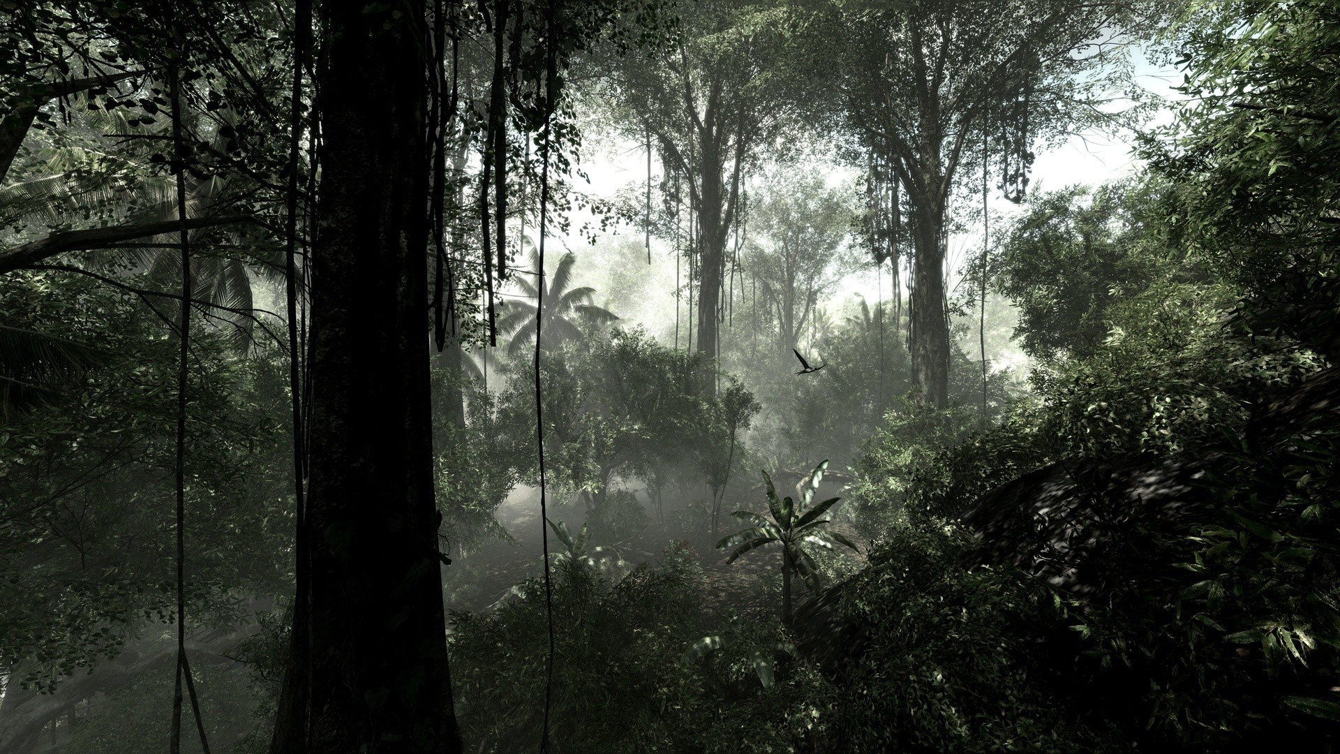 Tropical Dark Jungle Background - HD Wallpaper 