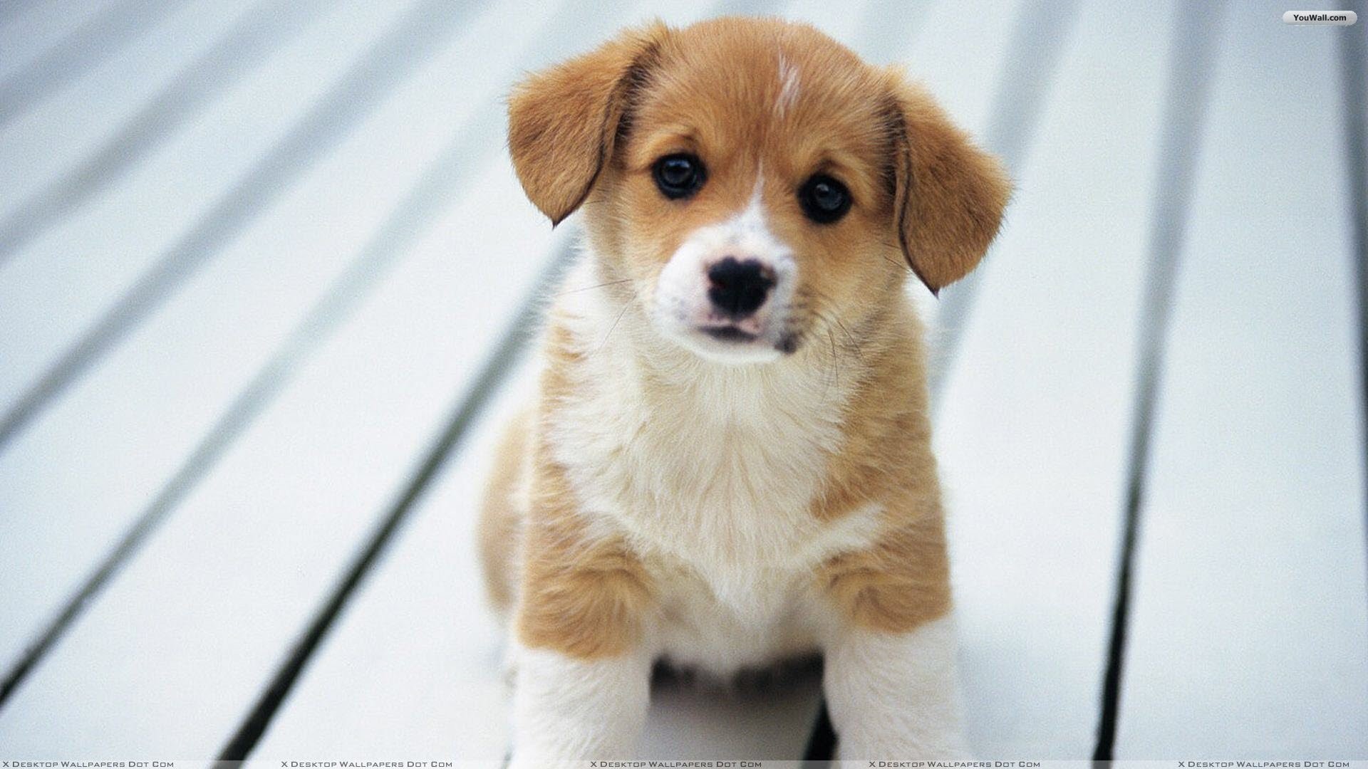 Data Src Best Puppy Wallpaper For Computer For Htc - Puppy Cute Baby Dog - HD Wallpaper 