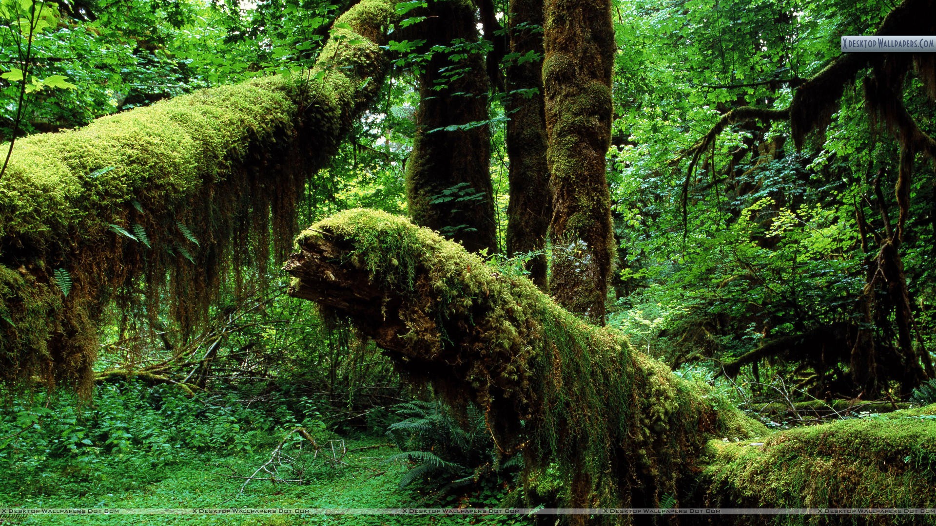 Hoh Rainforest Desktop Background - HD Wallpaper 