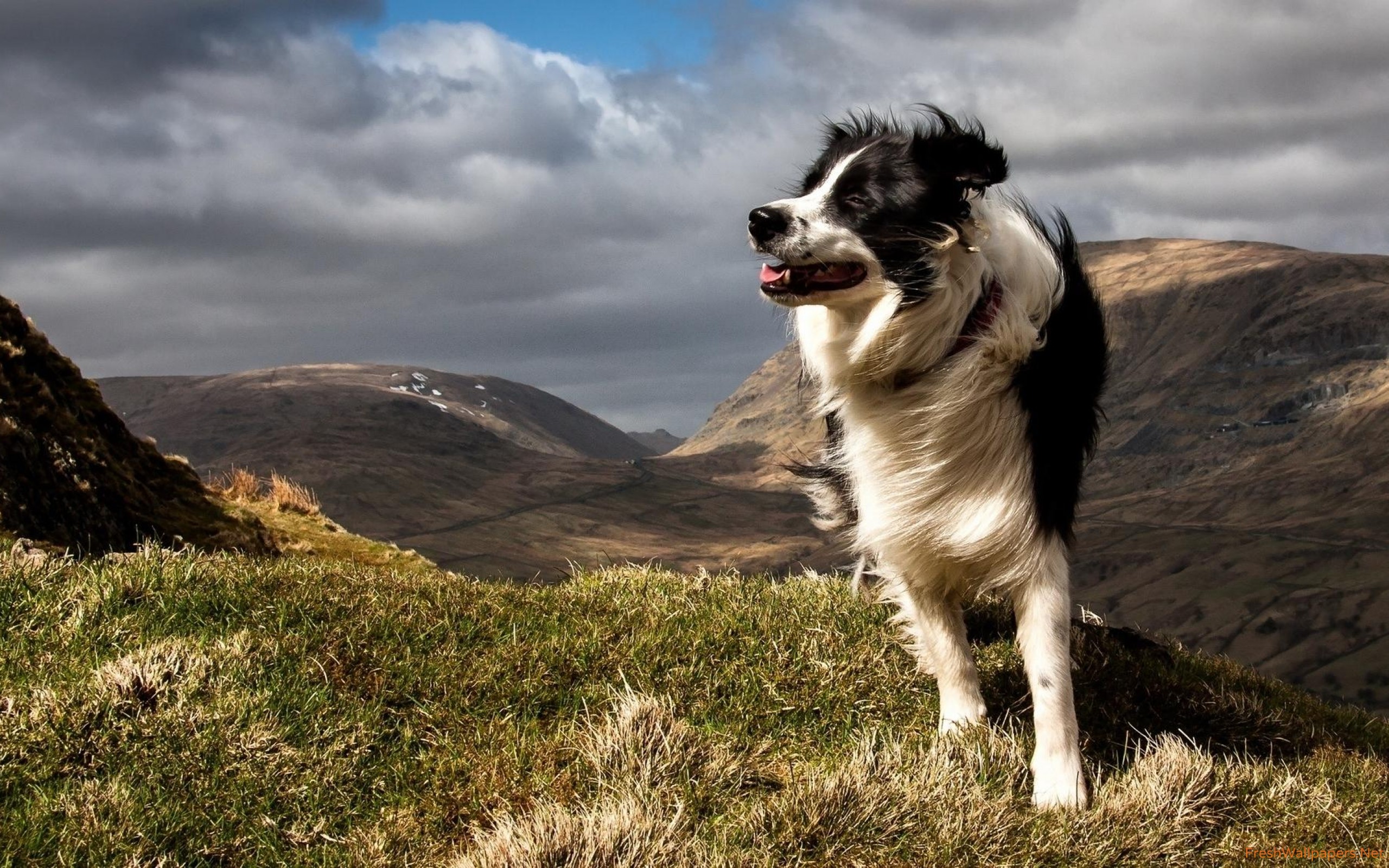 Cute Dog Wallpapers - HD Wallpaper 