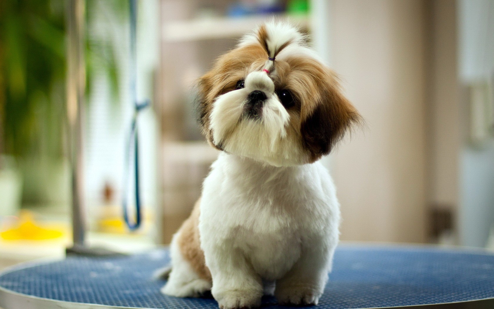 Cute Pet Dog Wallpaper - Cute Pets - HD Wallpaper 