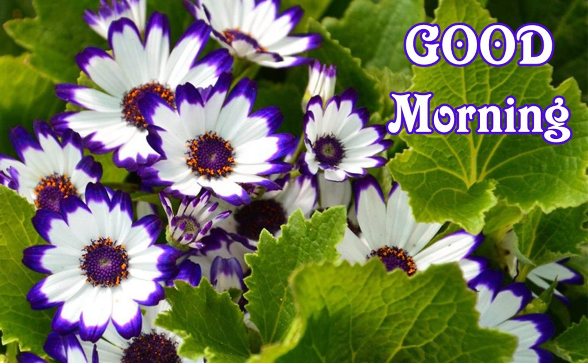 Good Morning Images Flower Beautiful - 1920x1186 Wallpaper - teahub.io