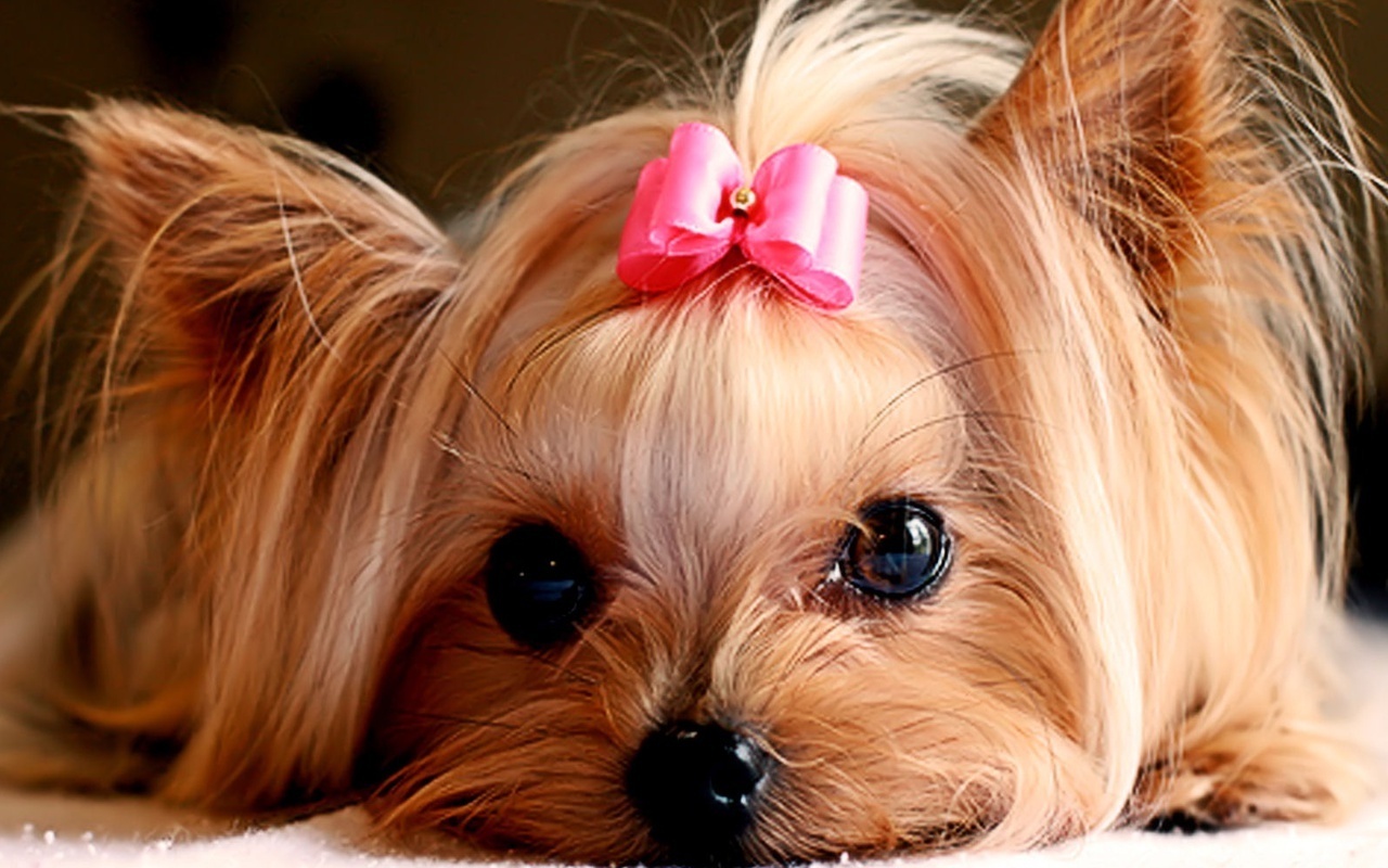 Cute Puppies - 1280x800 Wallpaper Cute Puppies - 1280x800 Wallpaper