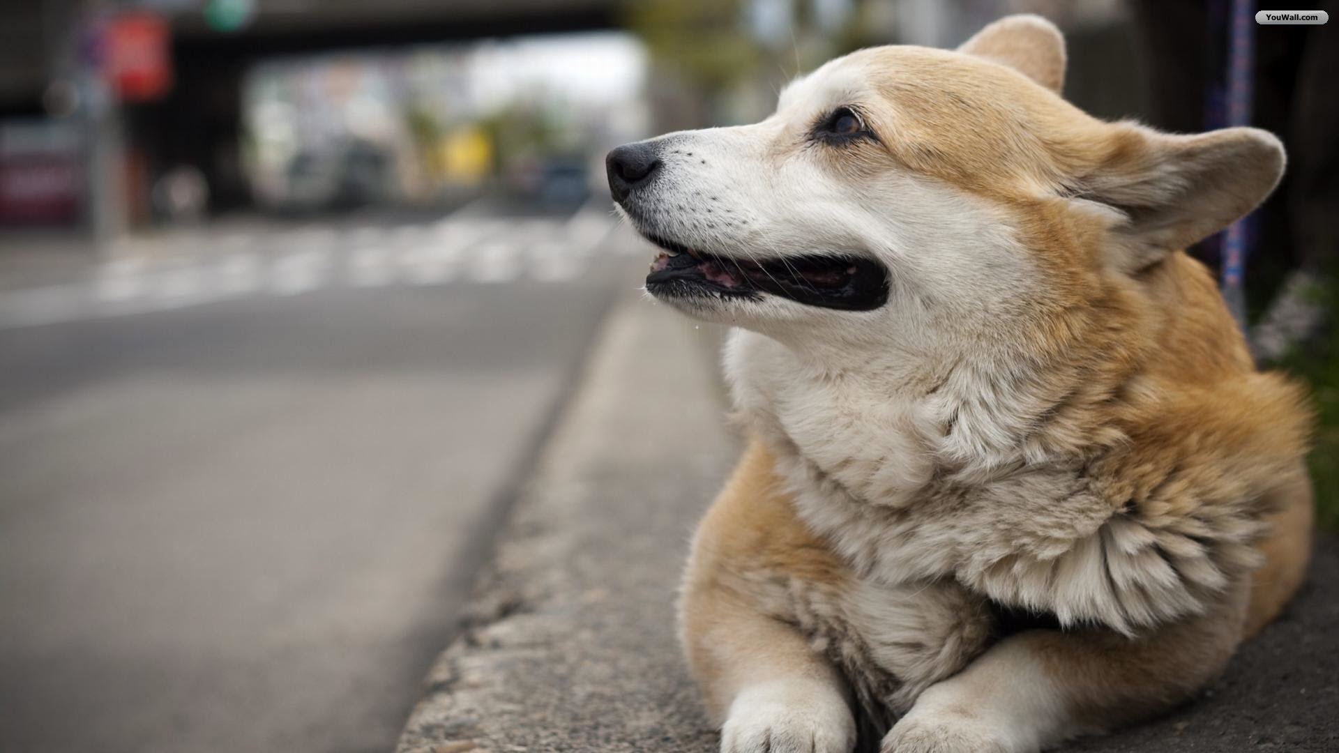 Pc Beautiful Dogs Wallpapers, Sal Lindeman, P - HD Wallpaper 