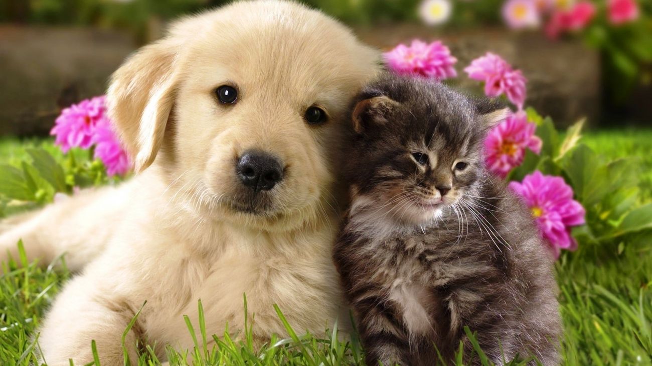 Background Cat And Dog - HD Wallpaper 