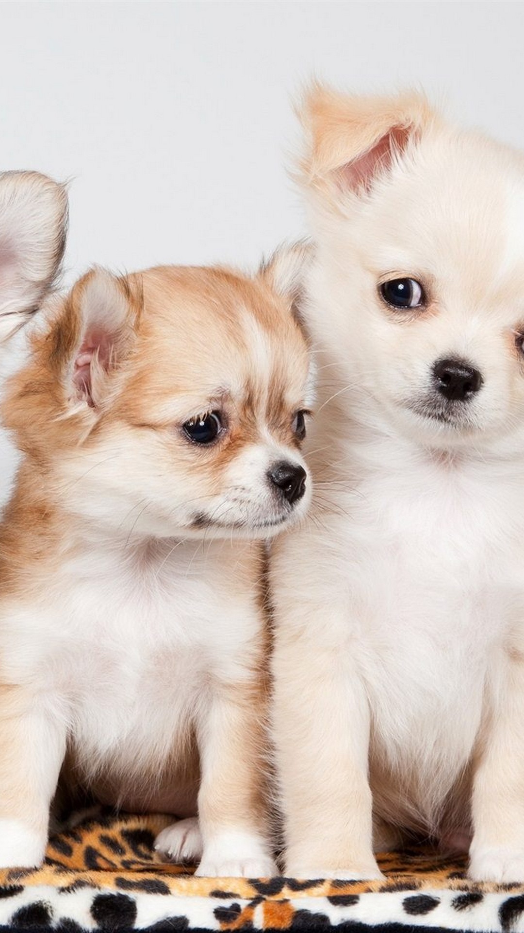 1080x1920, Puppies Android Wallpaper With Hd Resolution - Hd Puppy - HD Wallpaper 