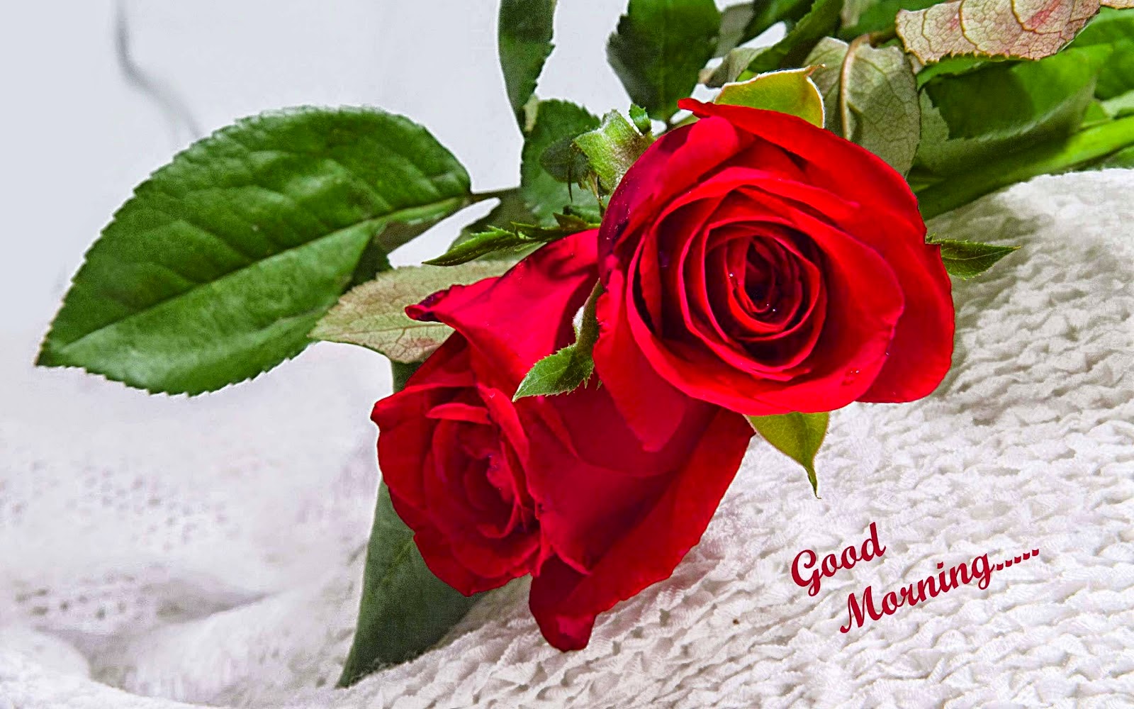 Lovely Good Morning Hd Wallpapers Free Download - Mind Blowing Red Rose Hd - HD Wallpaper 