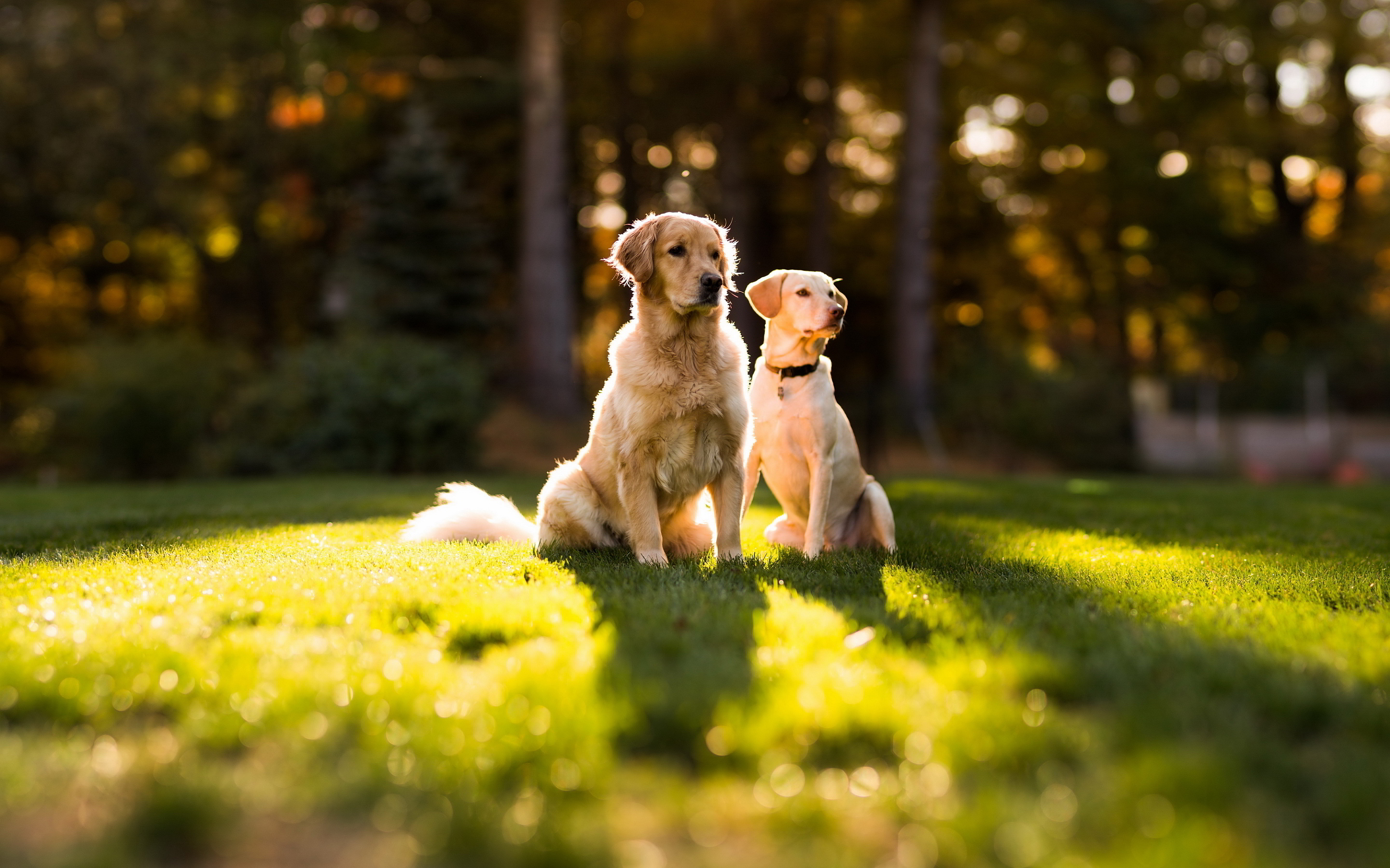 Dogs Wallpapers Hd Download - Golden Retriever Wallpaper Hd - HD Wallpaper 