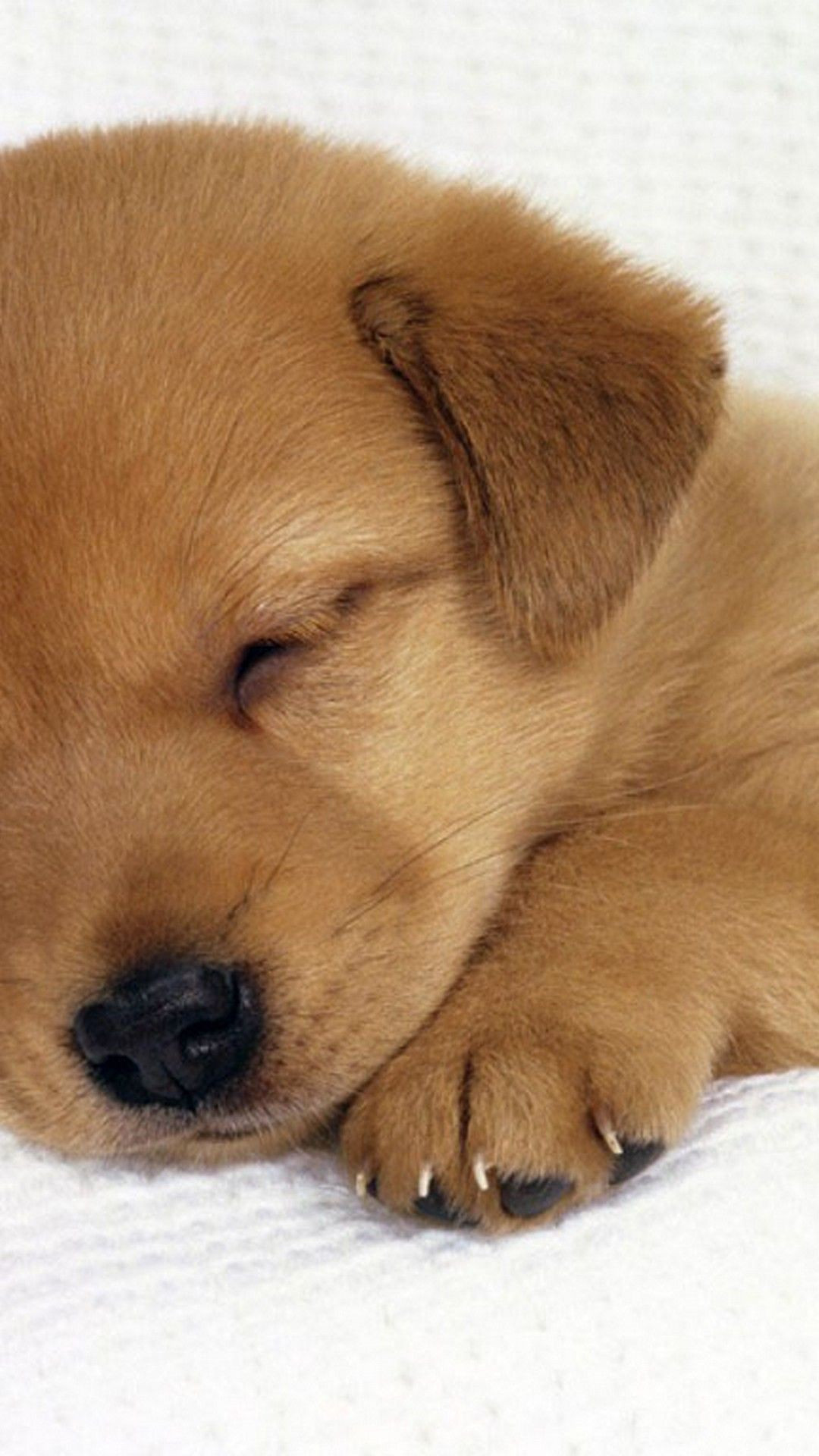 1080x1920, 19 Photos Of Wallpapers Puppy Awesome Cute - Cute Dog Wallpaper  Hd - 1080x1920 Wallpaper 