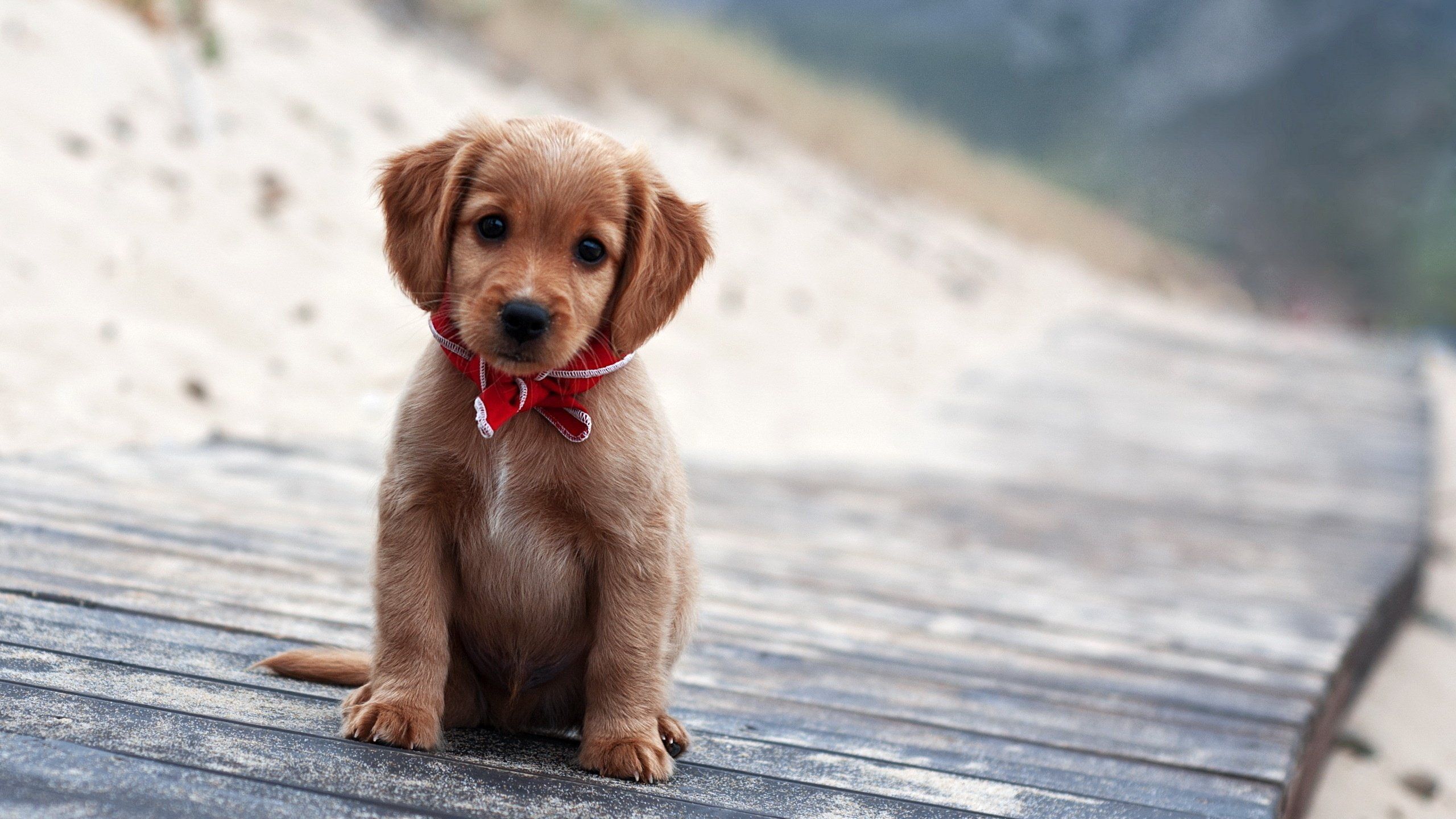 Photos Of Wallpaperwiki Cute Puppy Image Images Wallpaper - Cute Puppy Backgrounds - HD Wallpaper 