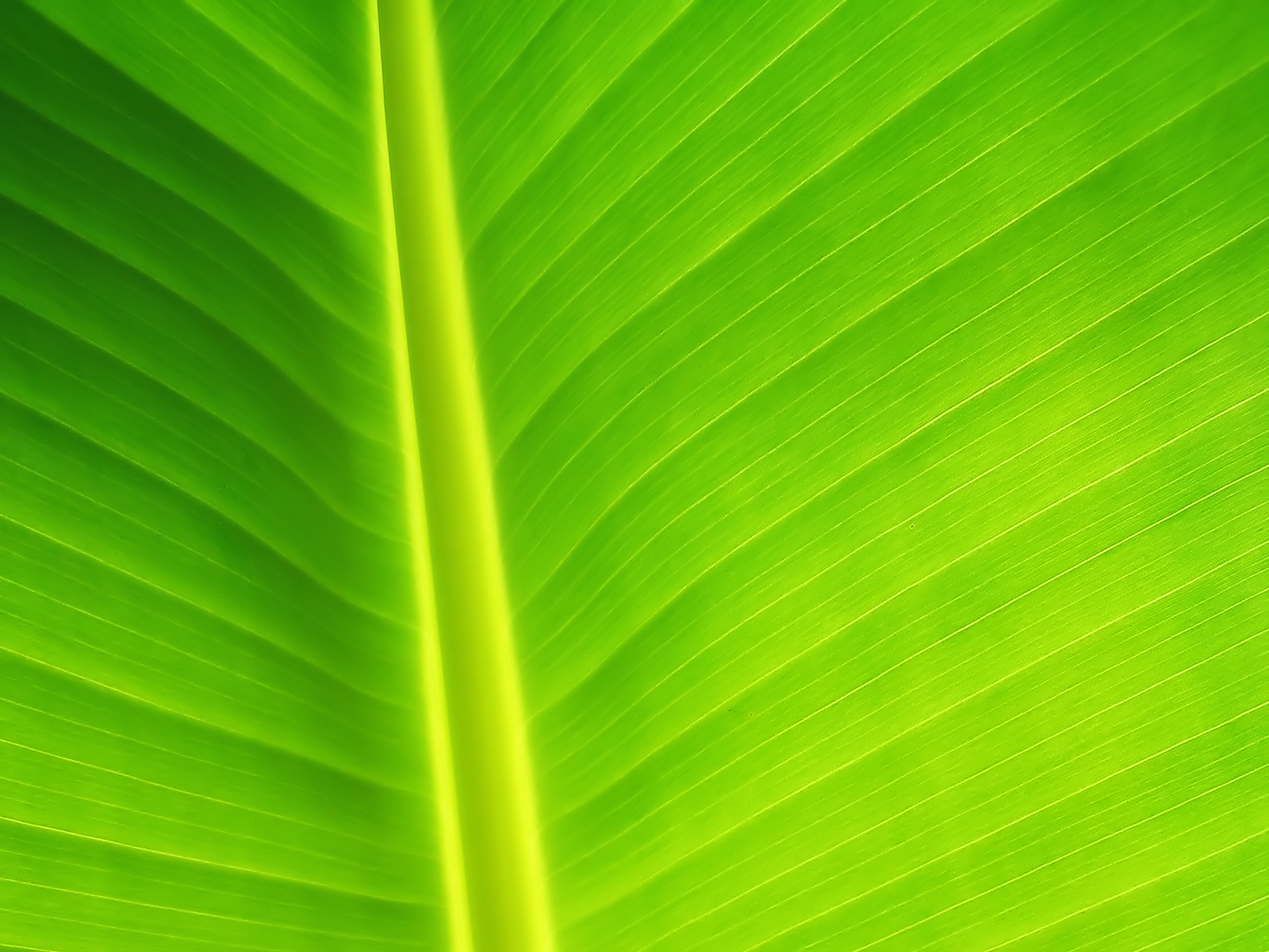Green Leave - HD Wallpaper 