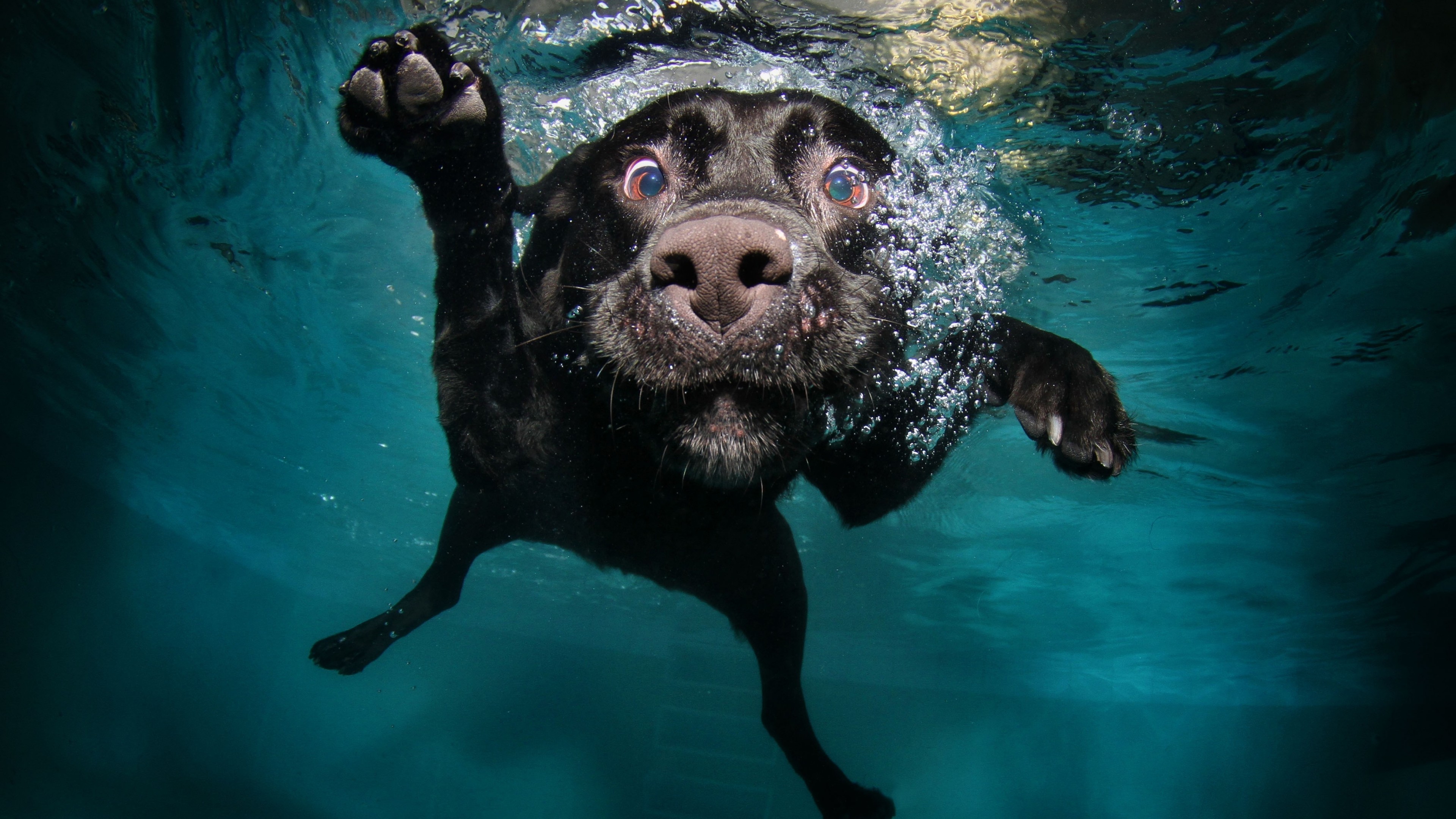 Webbed Feet Dogs - HD Wallpaper 