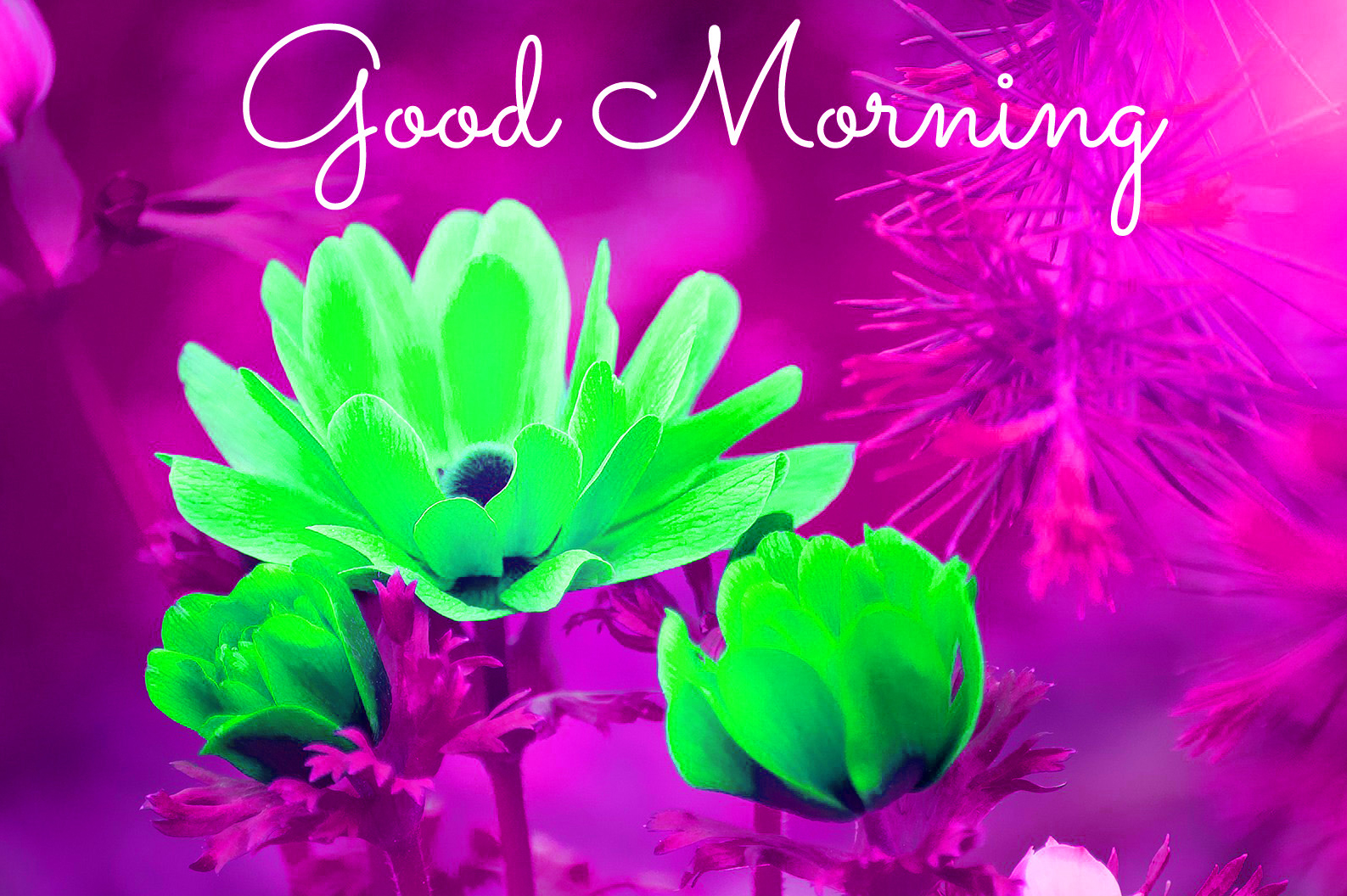 Floral Design - HD Wallpaper 