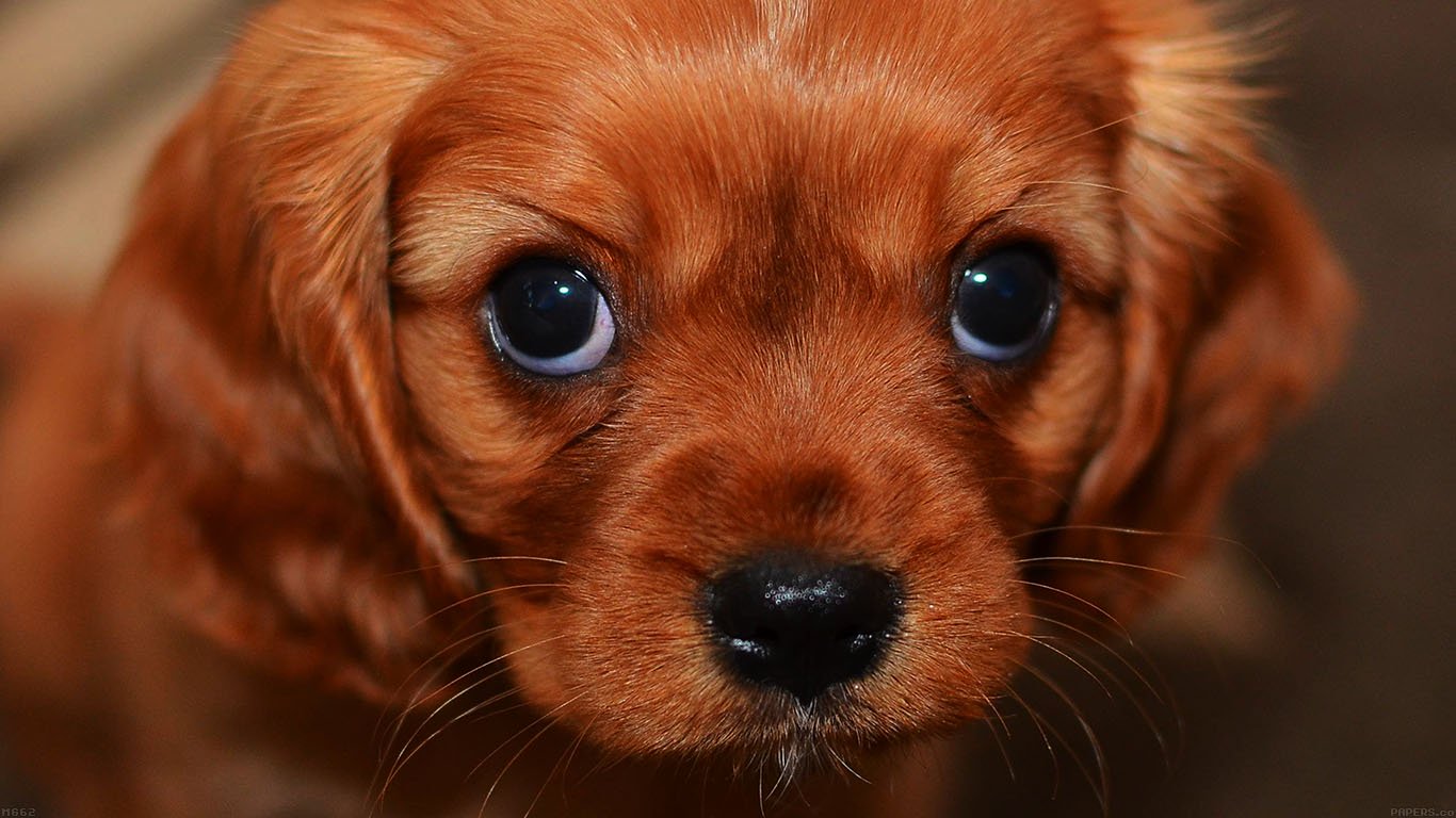 Dogs Doing The Puppy Dog Eyes - HD Wallpaper 