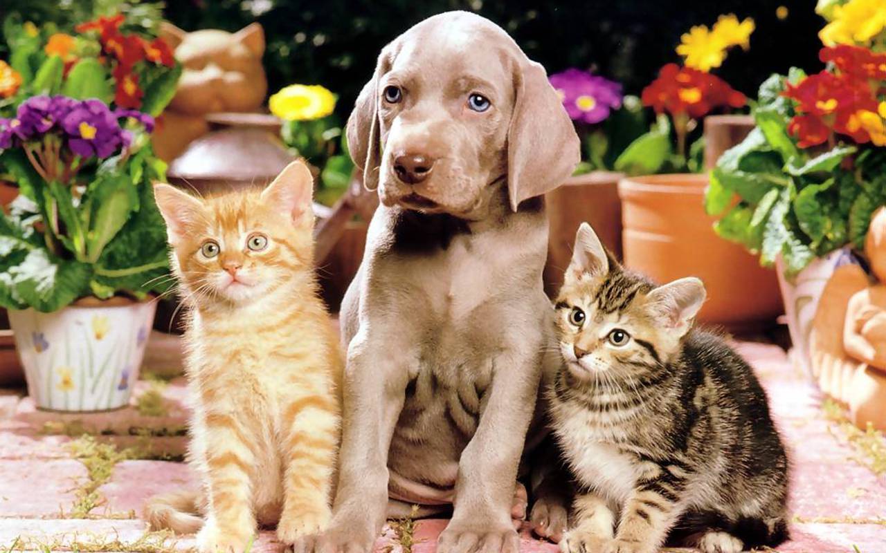 Dog And Cats Wallpaper - Dog And Cat Backgrounds - HD Wallpaper 