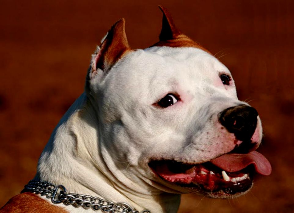 Hd Pitbull Dog Wallpapers Wallpaper Cave - Pitbull Dog Images Hd Wallpaper Download - 962x698 Wallpaper Hd Pitbull Dog Wallpapers Wallpaper Cave - Pitbull Dog Images Hd Wallpaper Download - 962x698 Wallpaper
