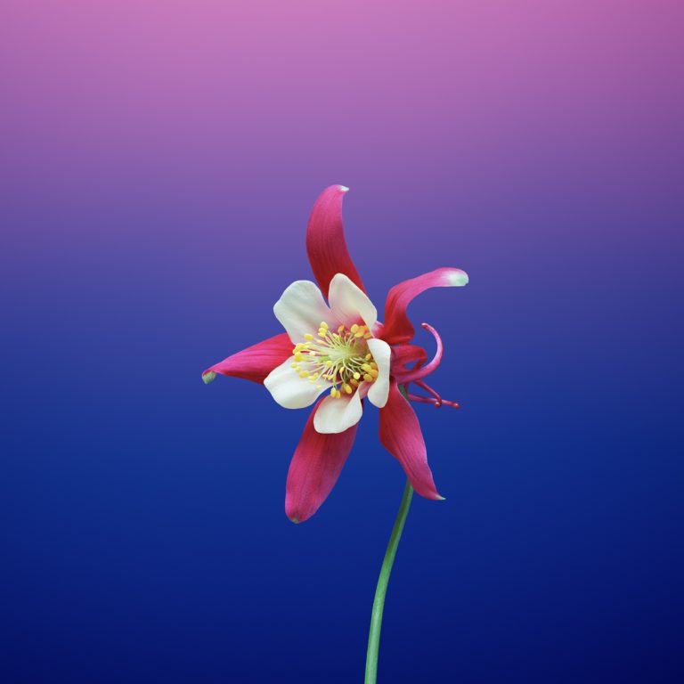 Ipad Ios 11 Gm Stock Wallpaper 04 - Ios 11 Wallpaper Flower - HD Wallpaper 