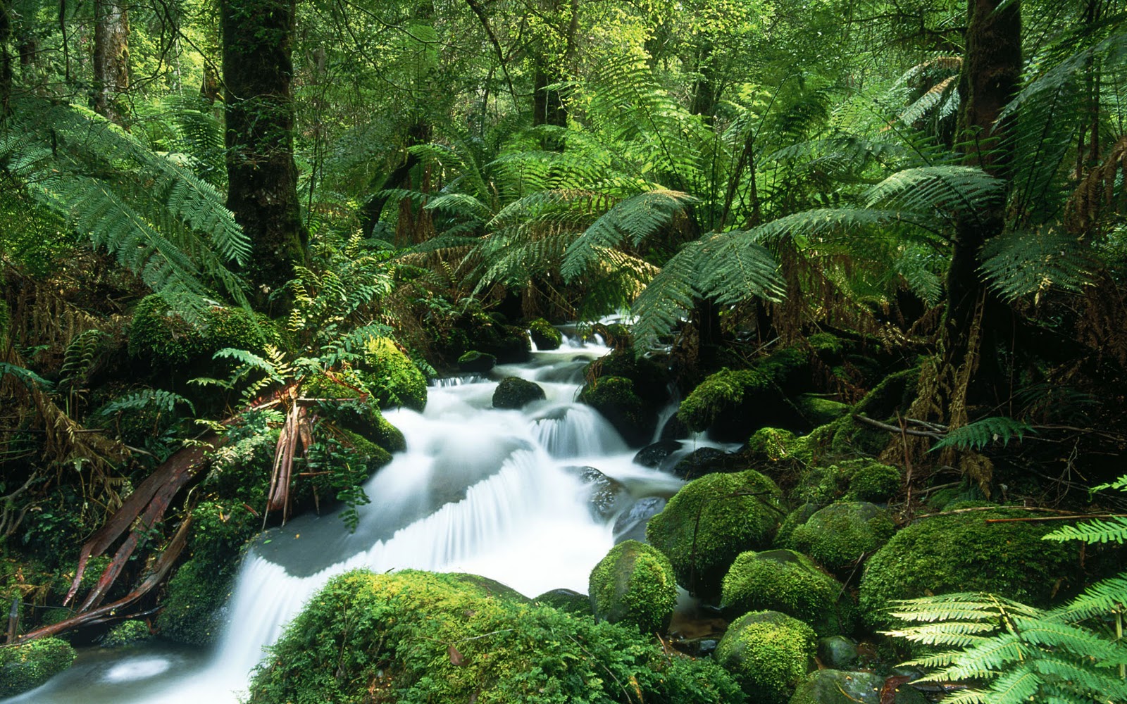Amazon Rainforest Wallpaper Hd Resolution - Tropical Rainforest High Resolution - HD Wallpaper 