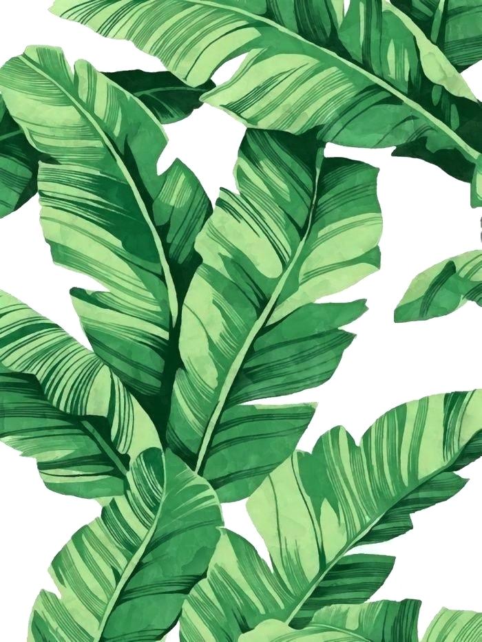 Tropical Banana Leaves - 700x933 Wallpaper 