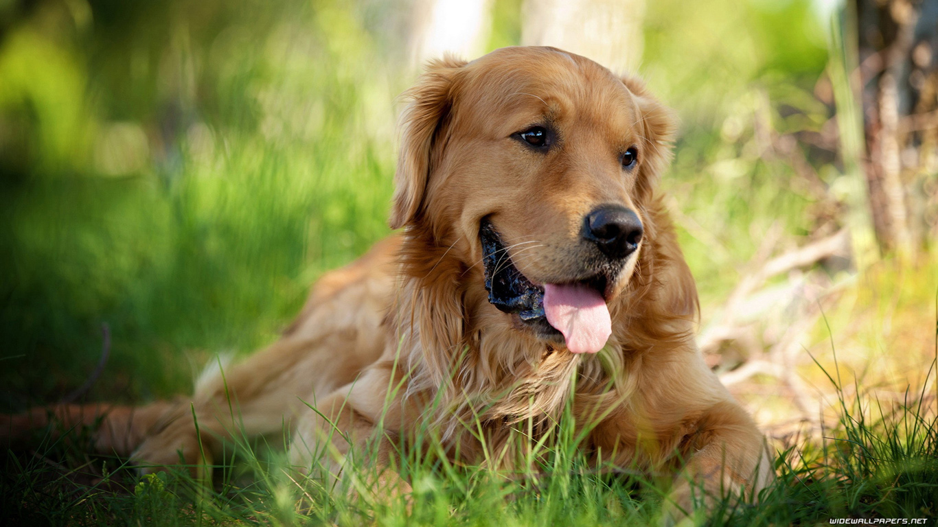 Golden Retriever Desktop Background - HD Wallpaper 