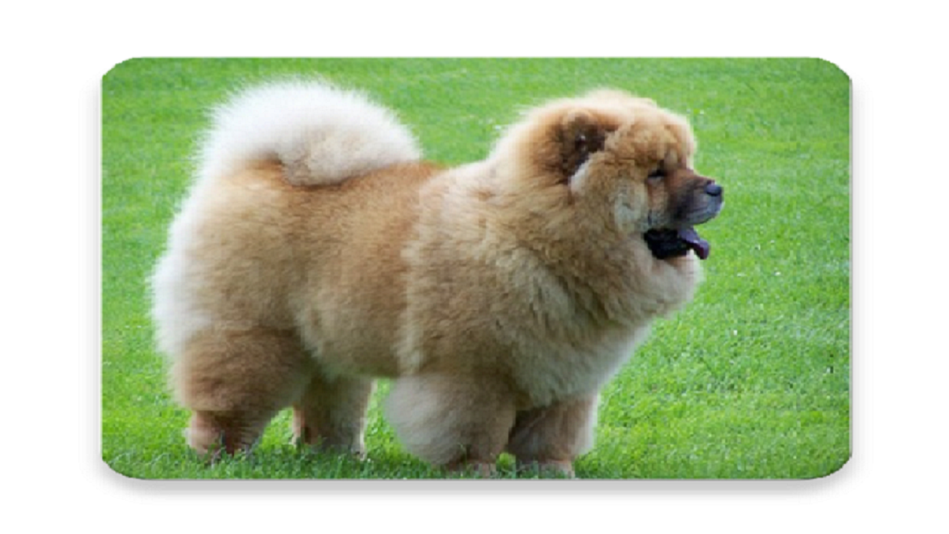 Chow Chow Dog - HD Wallpaper 