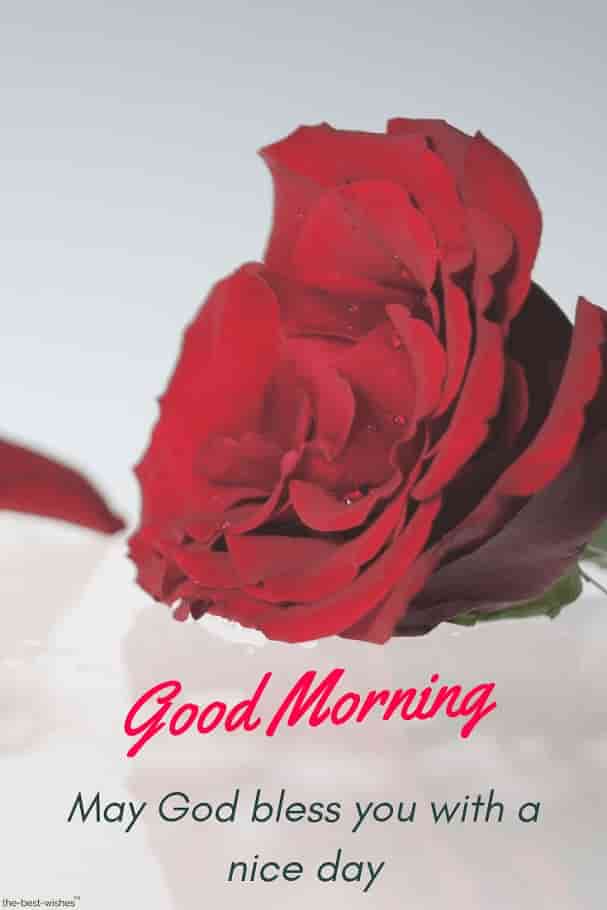 Good Morning Hd God Blessed Picture - Rose Quotes For Him - HD Wallpaper 