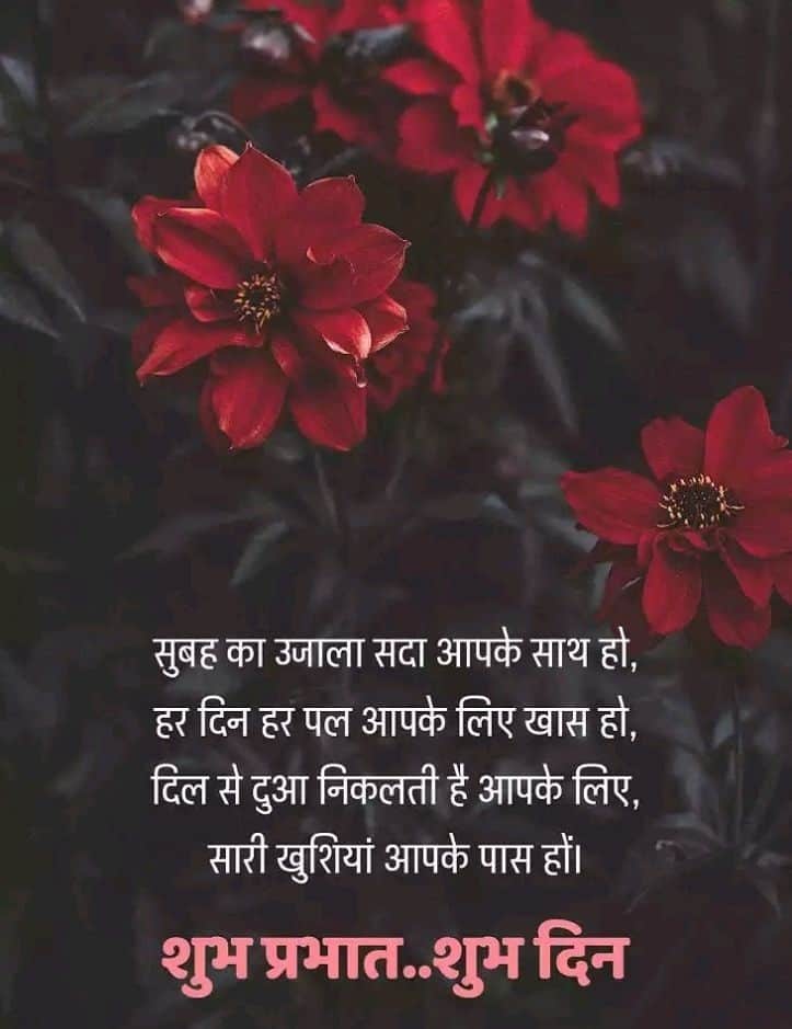 Good Morning My Friends - Poinsettia - HD Wallpaper 