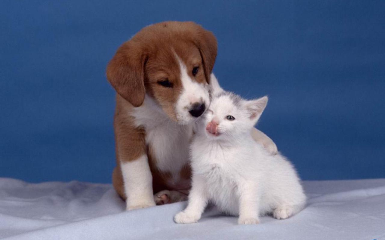 Dog And Cat Wallpaper - Dog And Cat Photoshoot - HD Wallpaper 