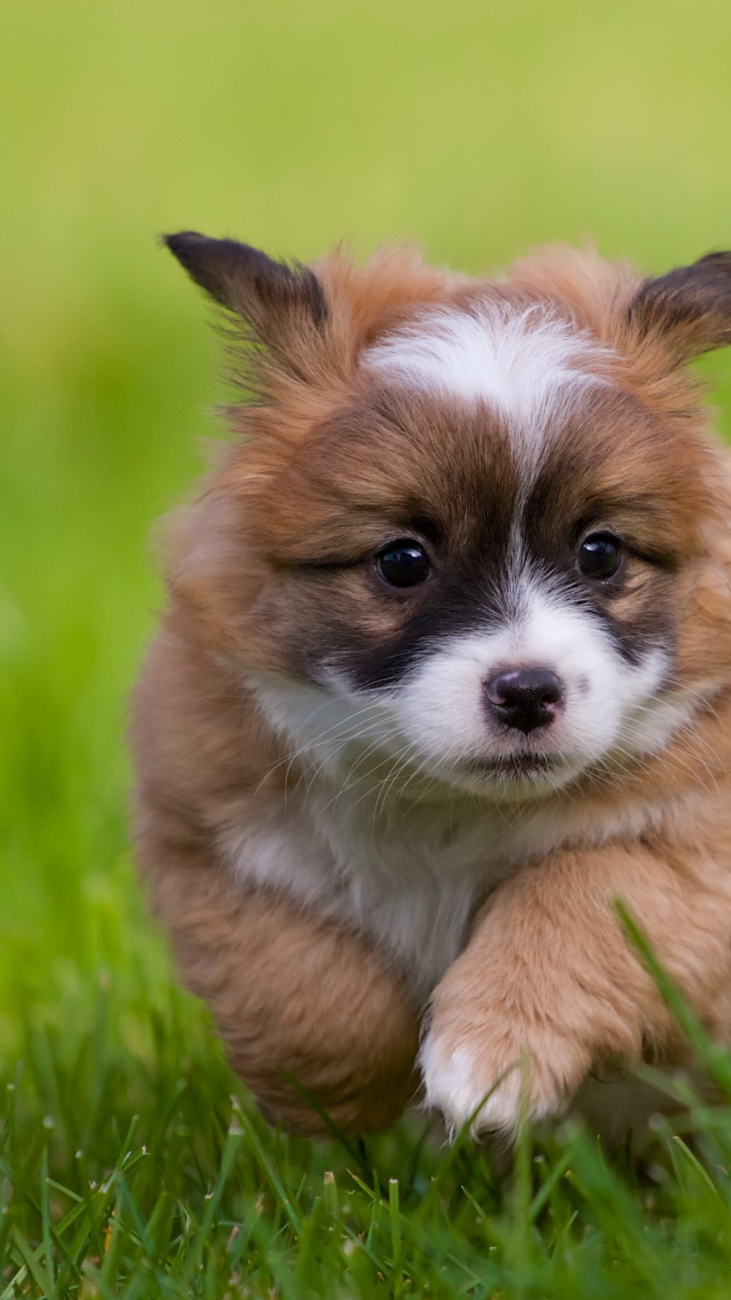 Dog - HD Wallpaper 