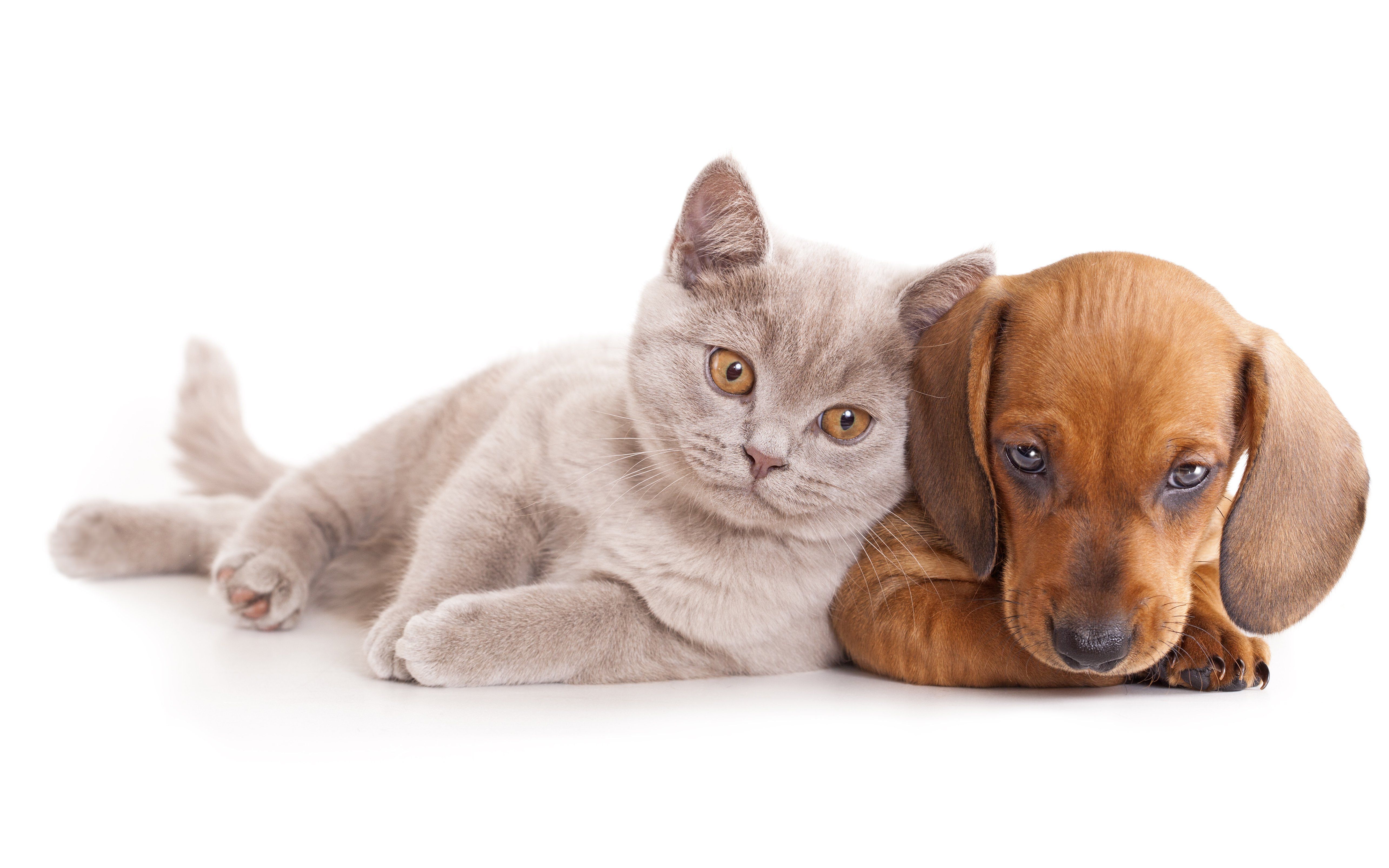 Cats Dogs Wallpapers Hd Cute Puppies Kittens On The - HD Wallpaper 