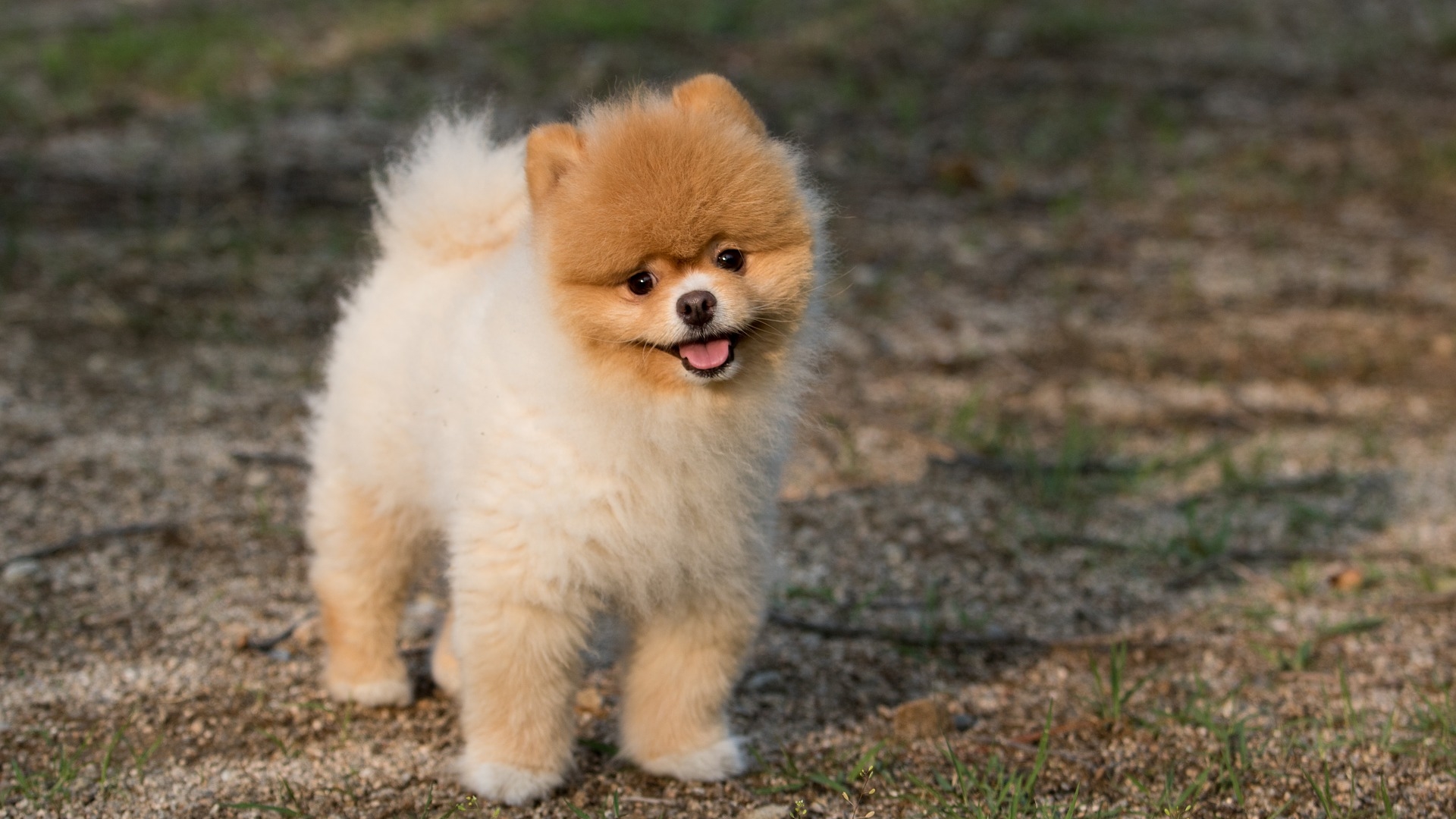 Lovely Puppy Cute Pet Animal Wallpaper - Small Cute Dog - 1920x1080 Wallpaper Lovely Puppy Cute Pet Animal Wallpaper - Small Cute Dog - 1920x1080 Wallpaper