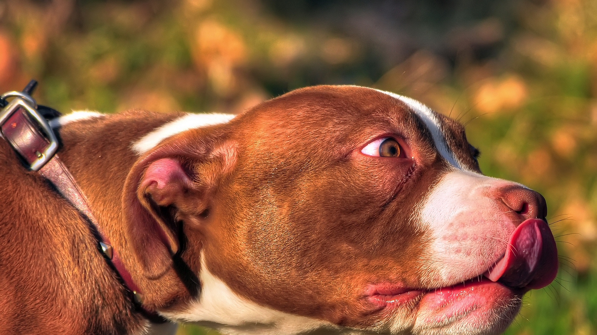 Wallpaper American Bully, Animal, Face, Tongue, Dog - HD Wallpaper 