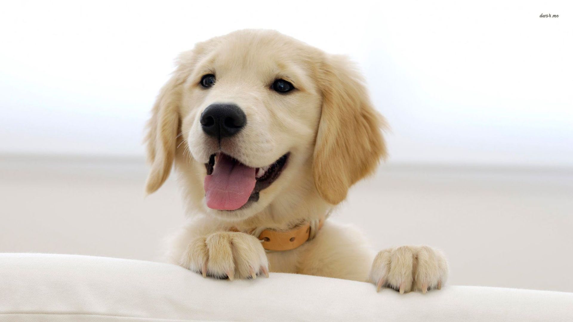 Puppy Wallpapers - Golden Retriever Puppy Smile - HD Wallpaper 