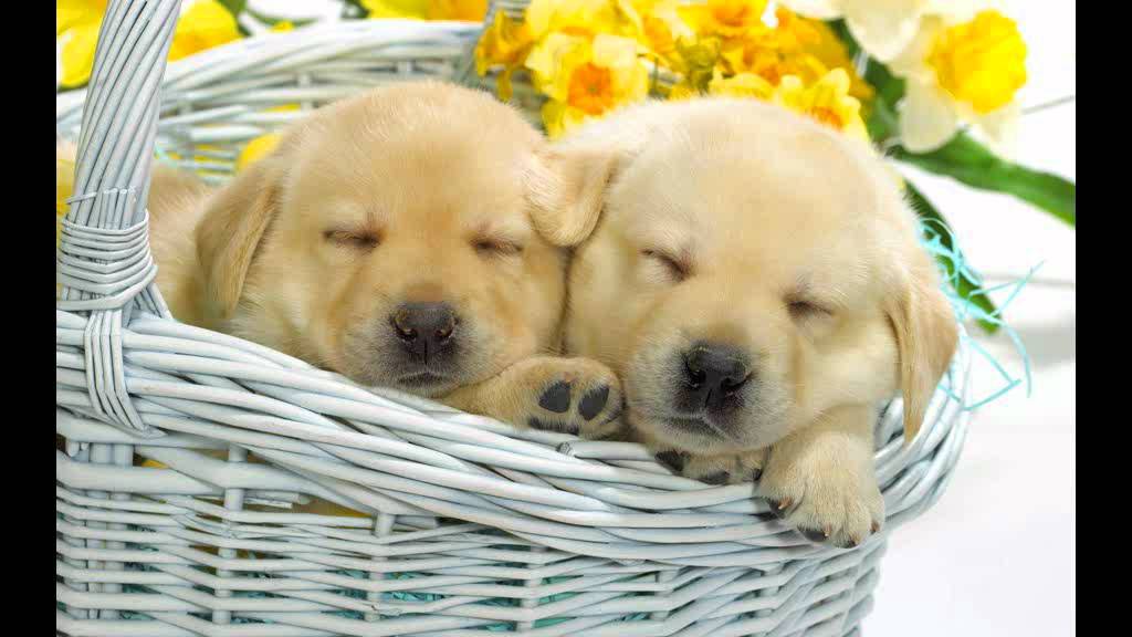 Cute Dog Wallpapers - HD Wallpaper 