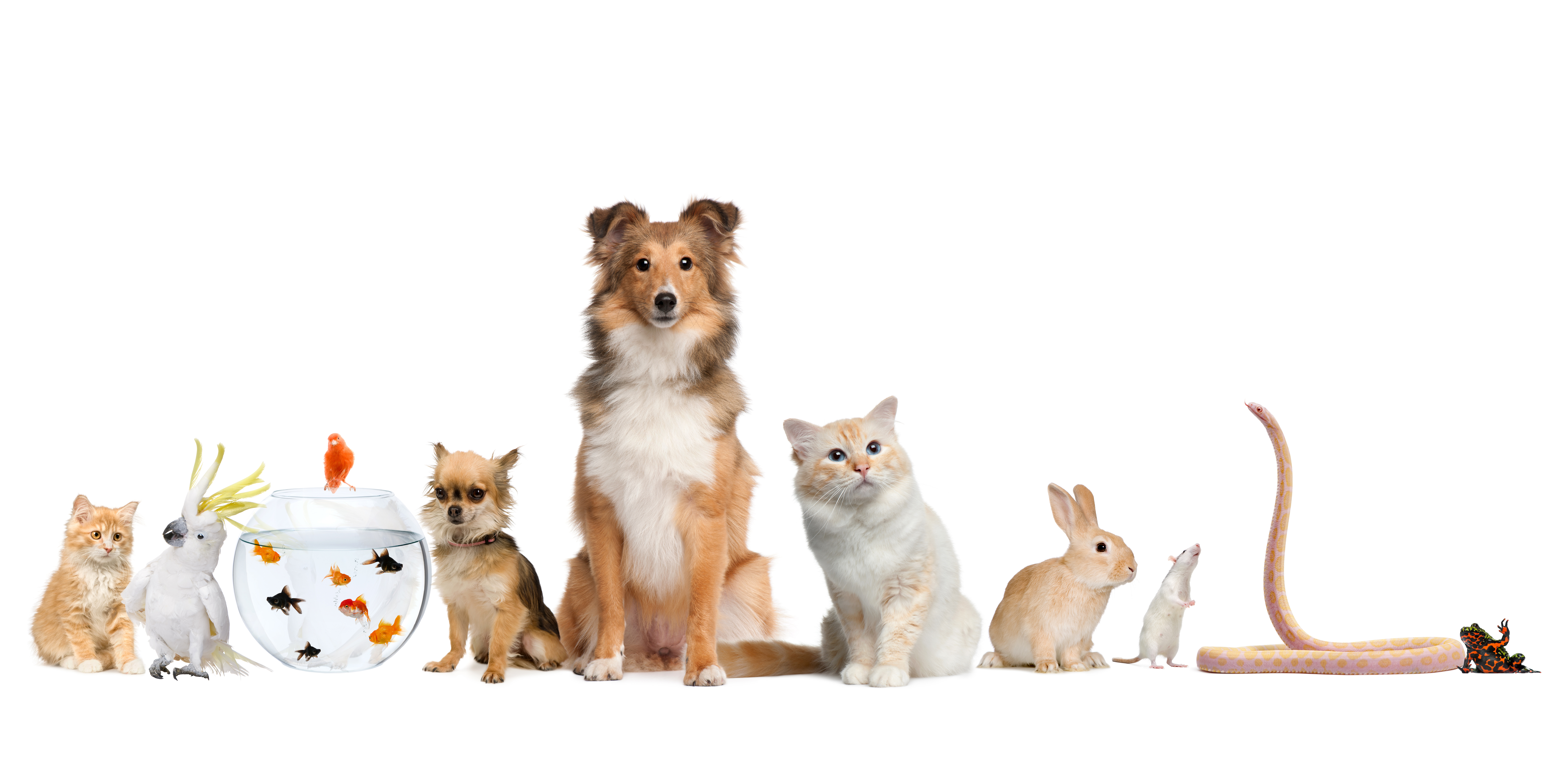 Variety Of Pets - HD Wallpaper 
