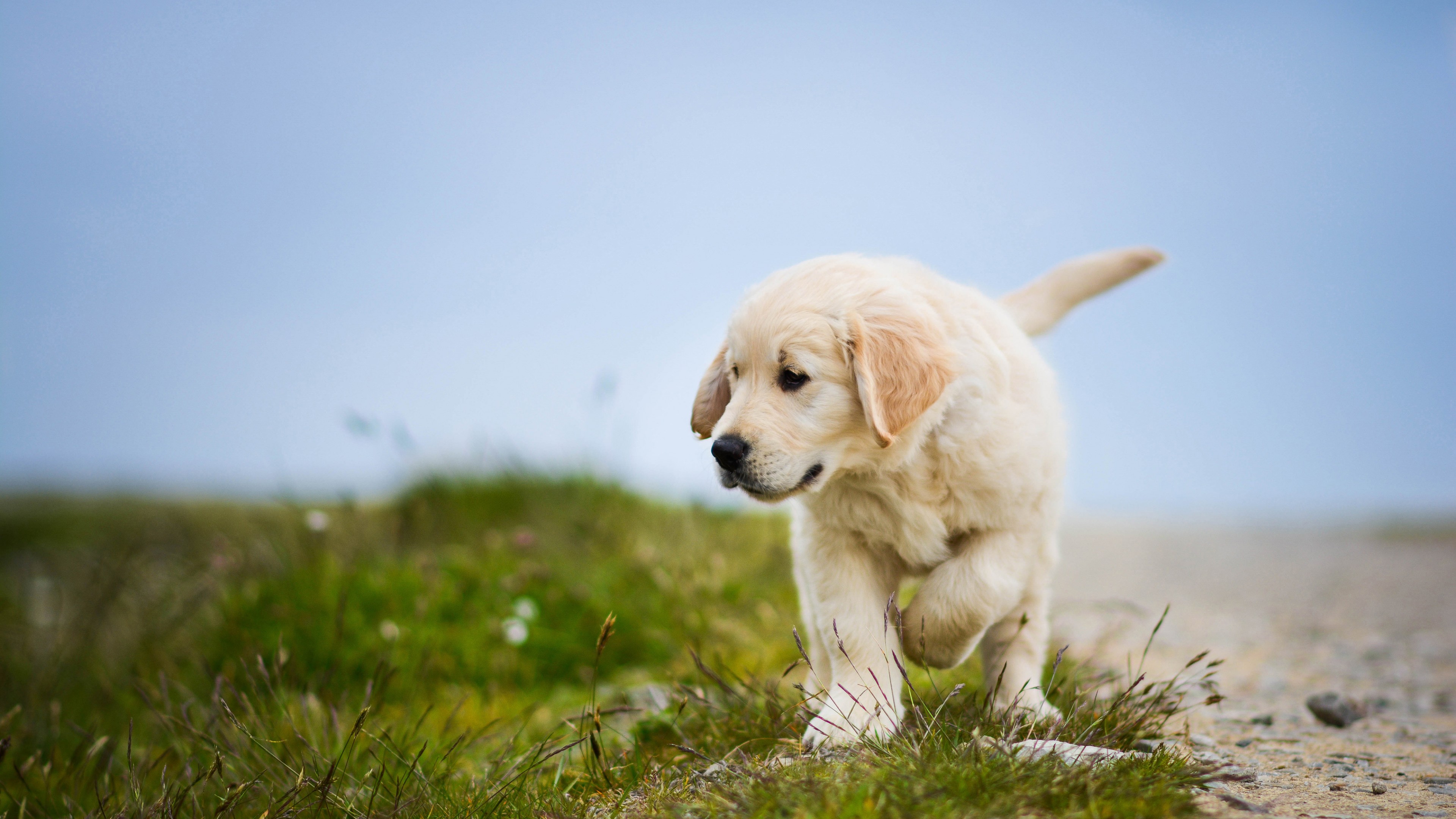 Dog Wallpaper Puppy - HD Wallpaper 