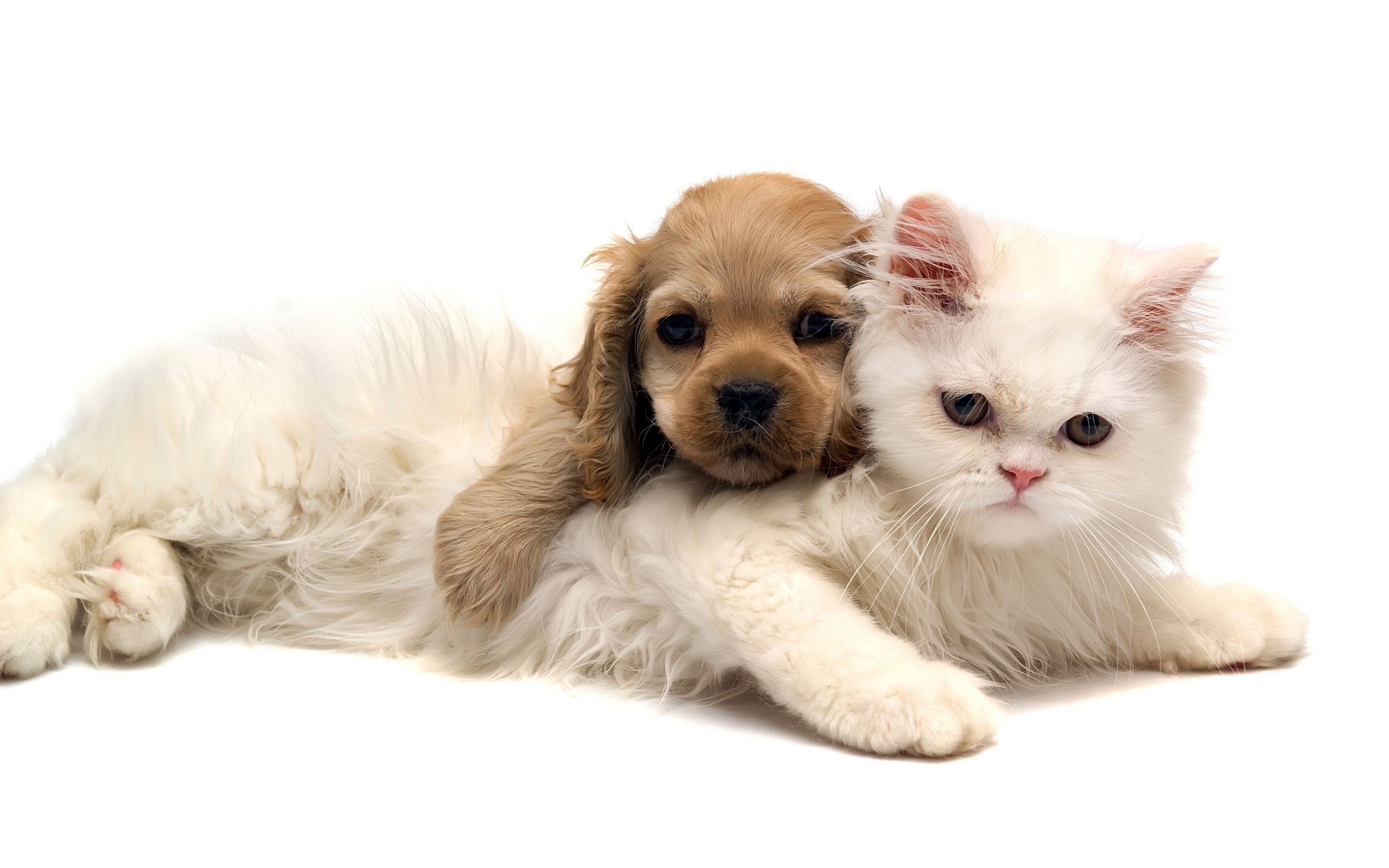 Baby Cats And Dogs Pics Wallpaper - Cute Cats With Dogs - HD Wallpaper 