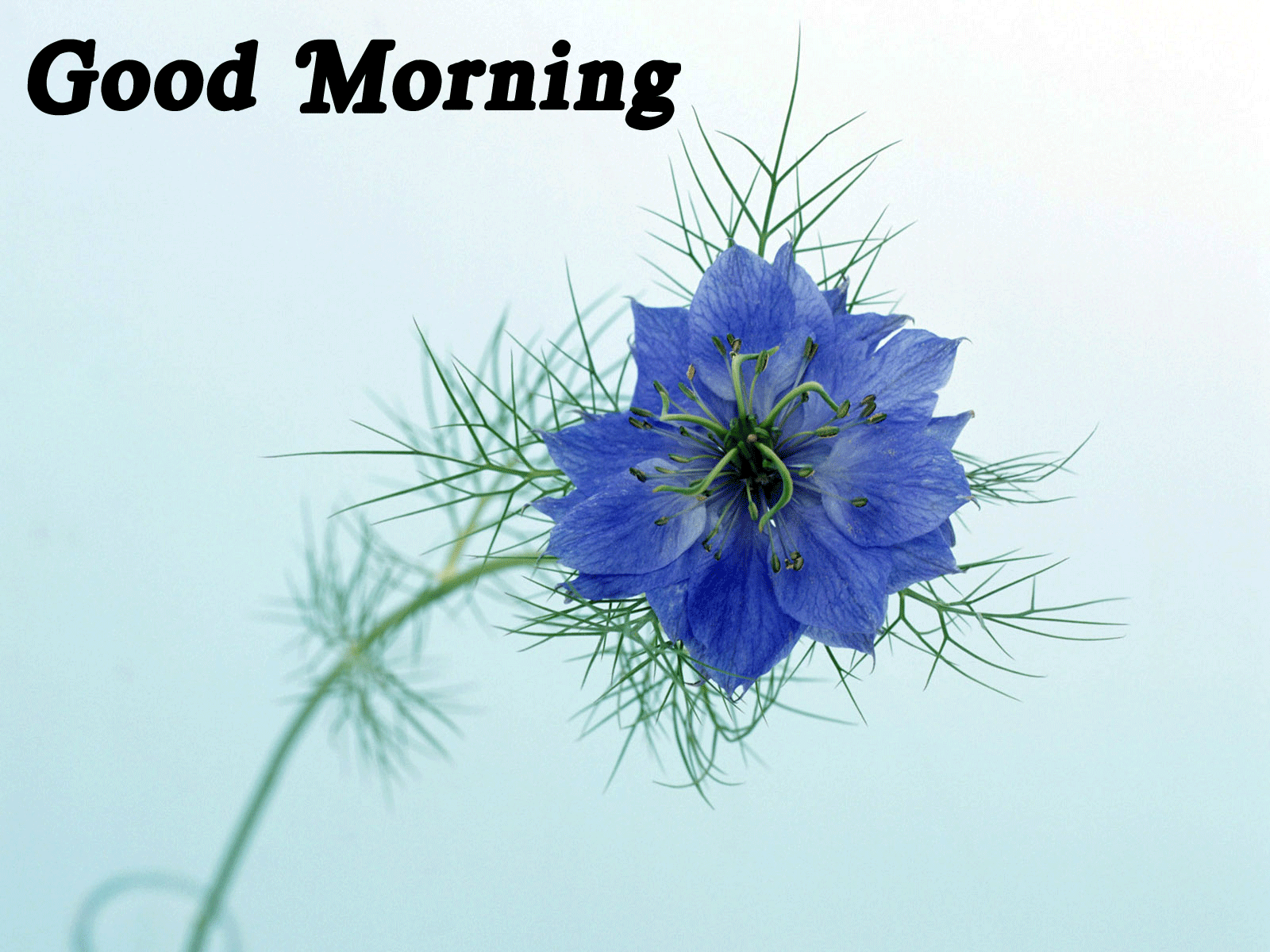 Good Morning Wallpapers - Flower Hd Good Morning - HD Wallpaper 