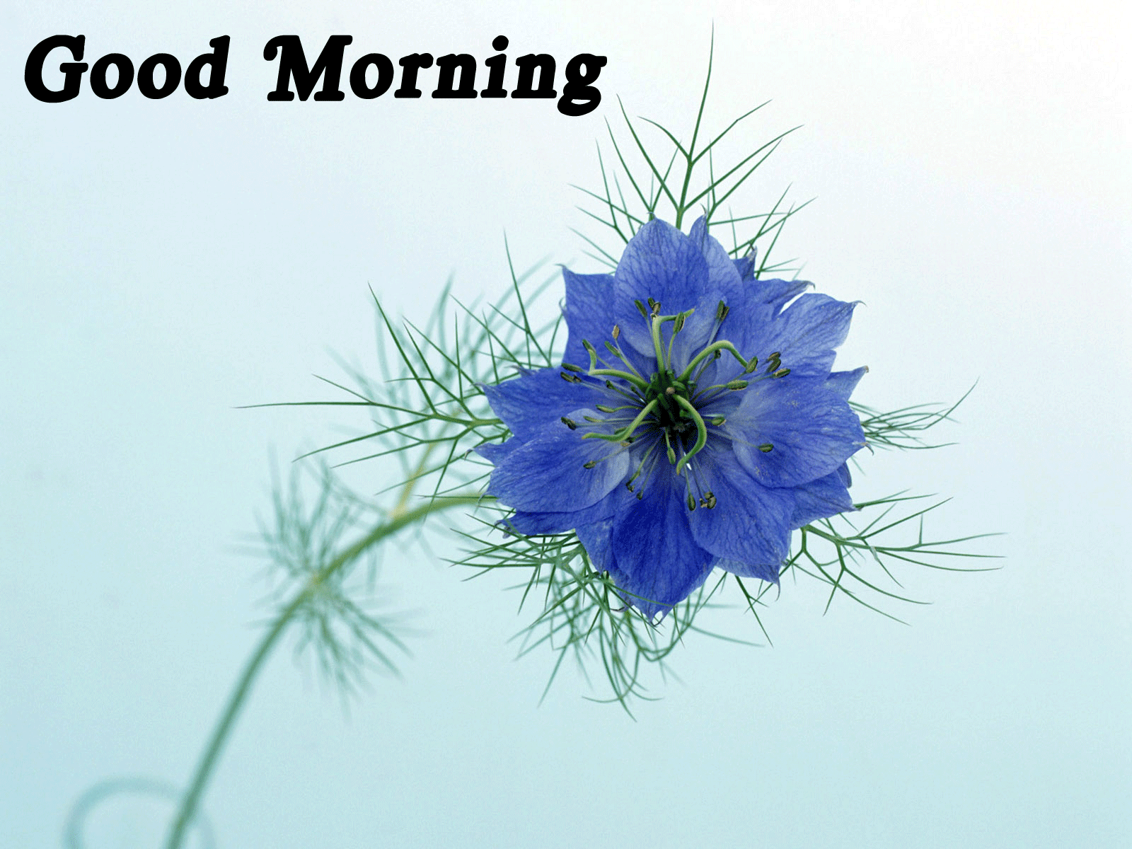 Good Morning Wallpapers - Flower Hd Good Morning - 1600x1200 Wallpaper - Good Morning Wallpapers - Flower Hd Good Morning - 1600x1200 Wallpaper -